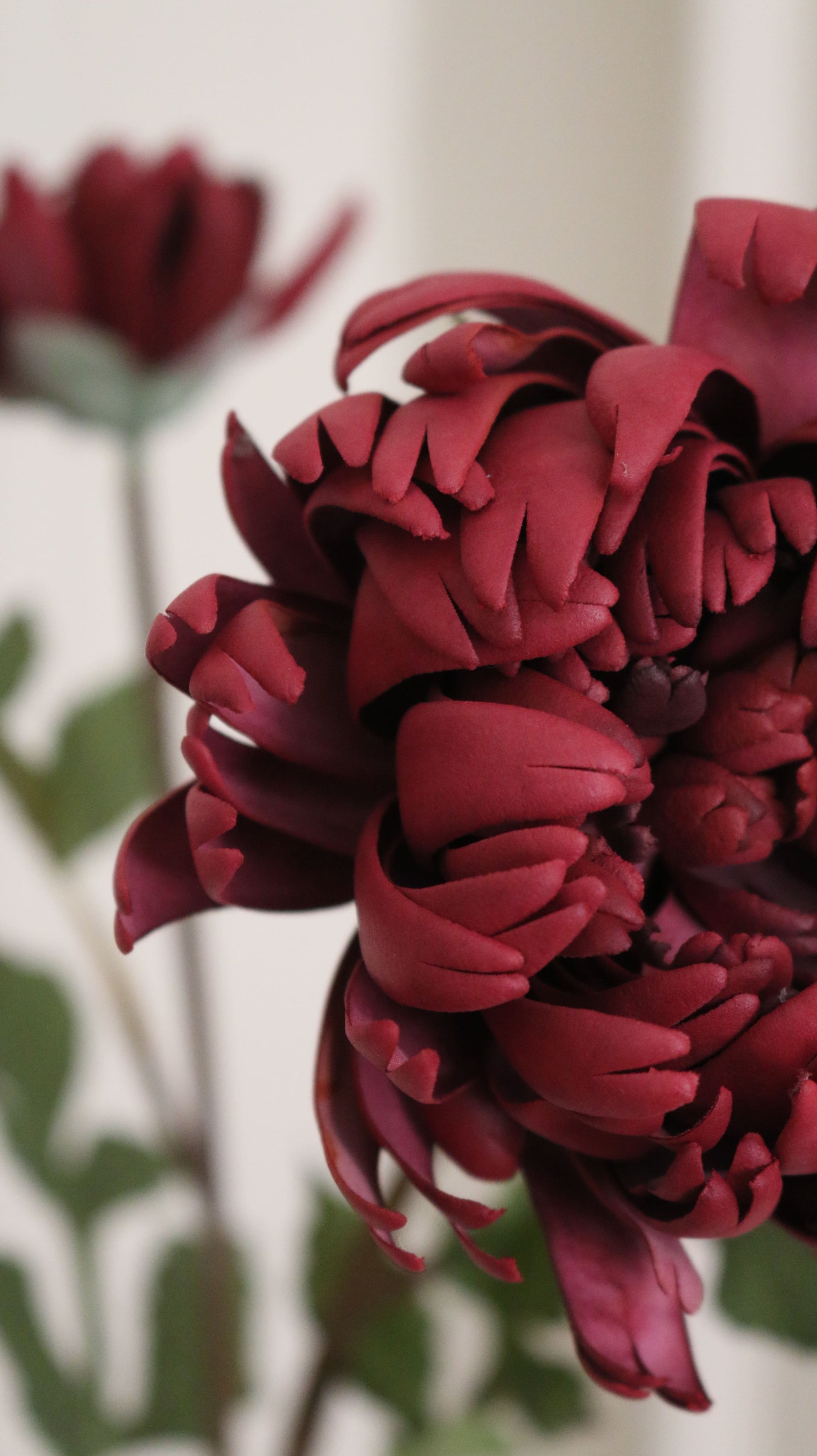 Duo Chrysanthemum
