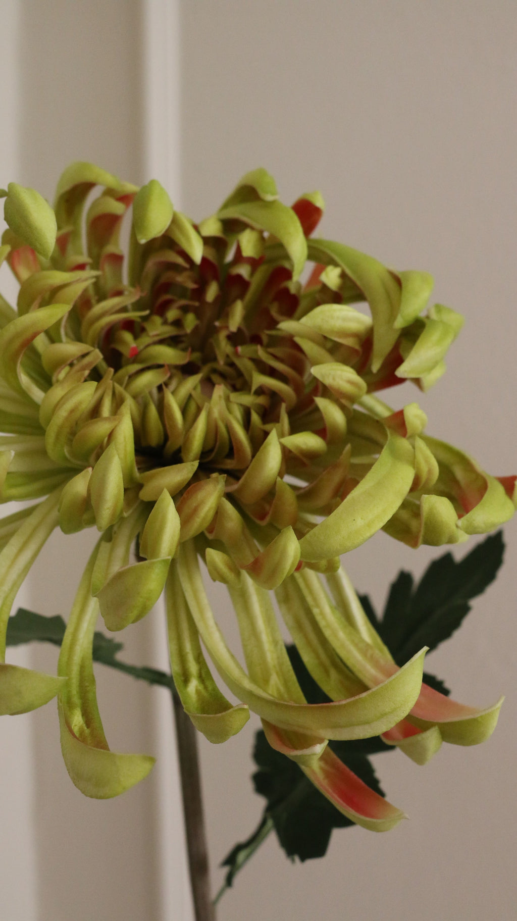 Spider Chrysanthemum