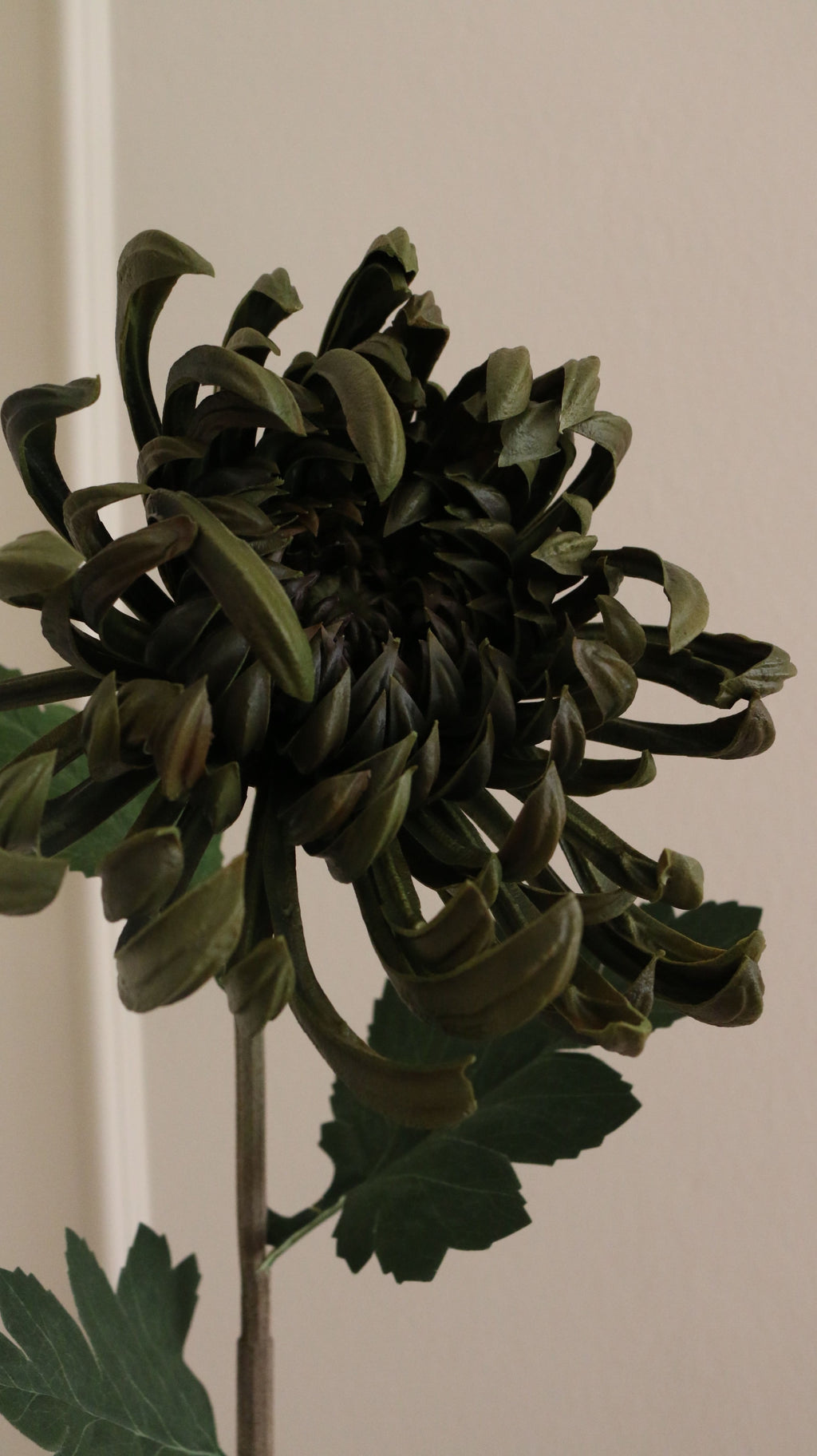 Spider Chrysanthemum