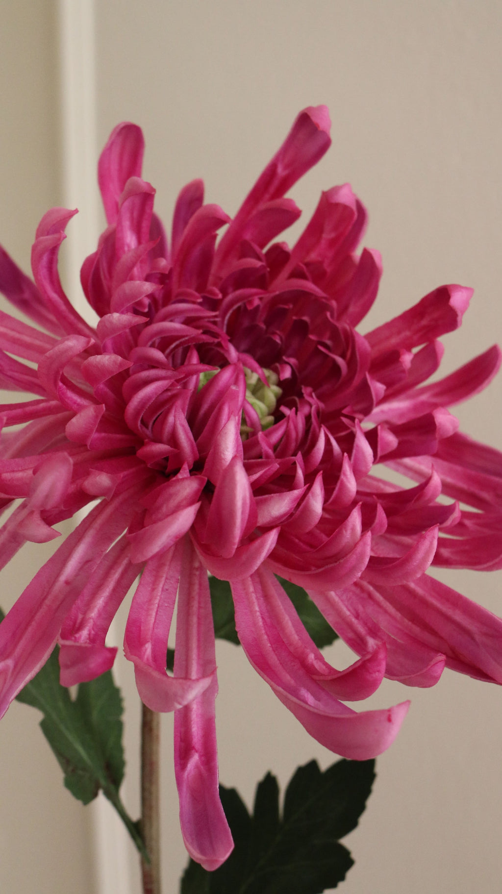 Spider Chrysanthemum