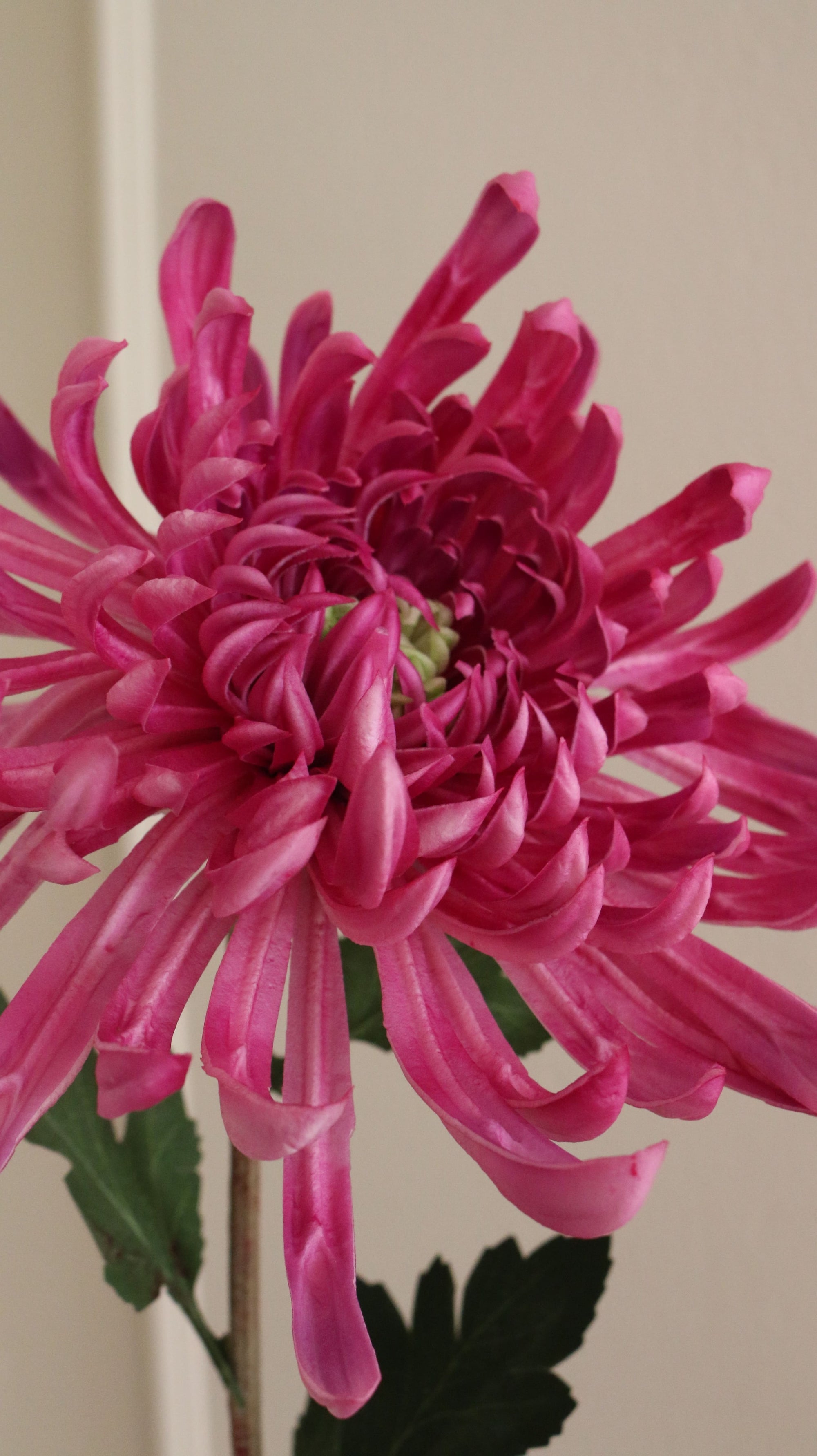 Spider Chrysanthemum