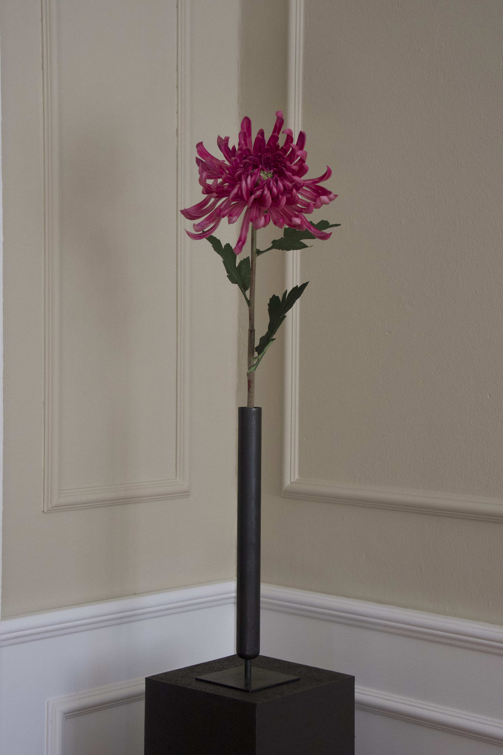 Spider Chrysanthemum