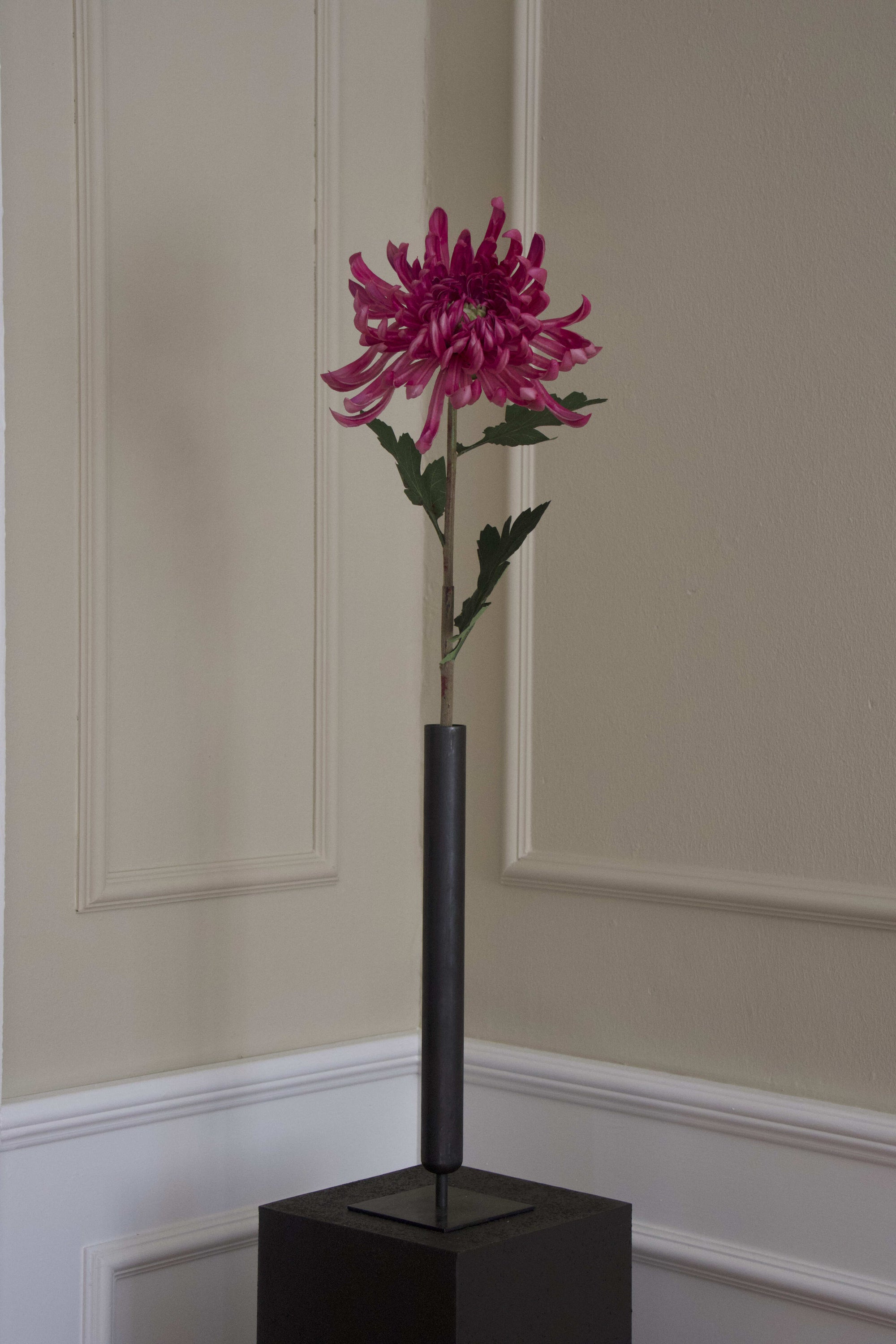 Spider Chrysanthemum