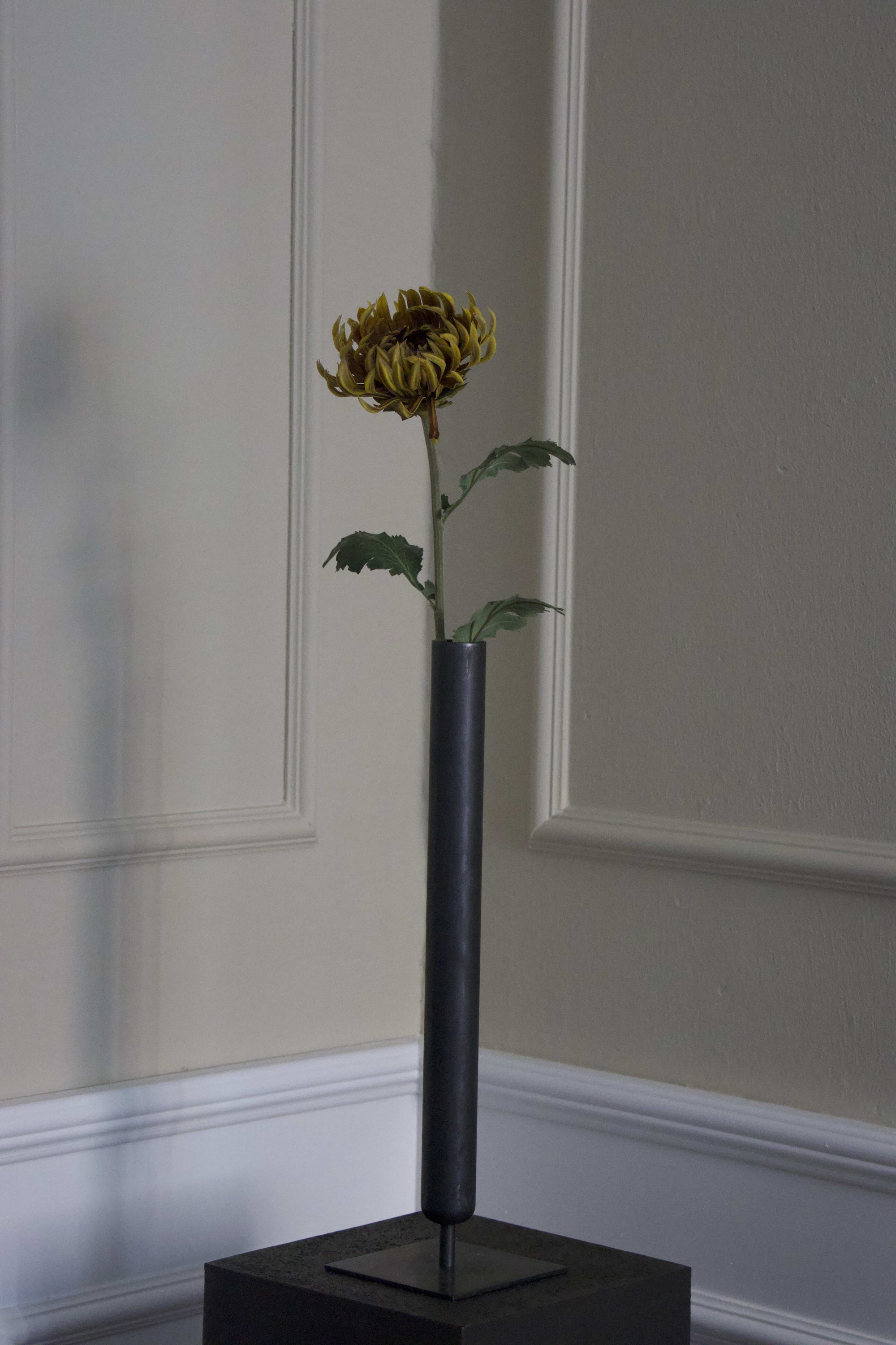 Chrysanthemum