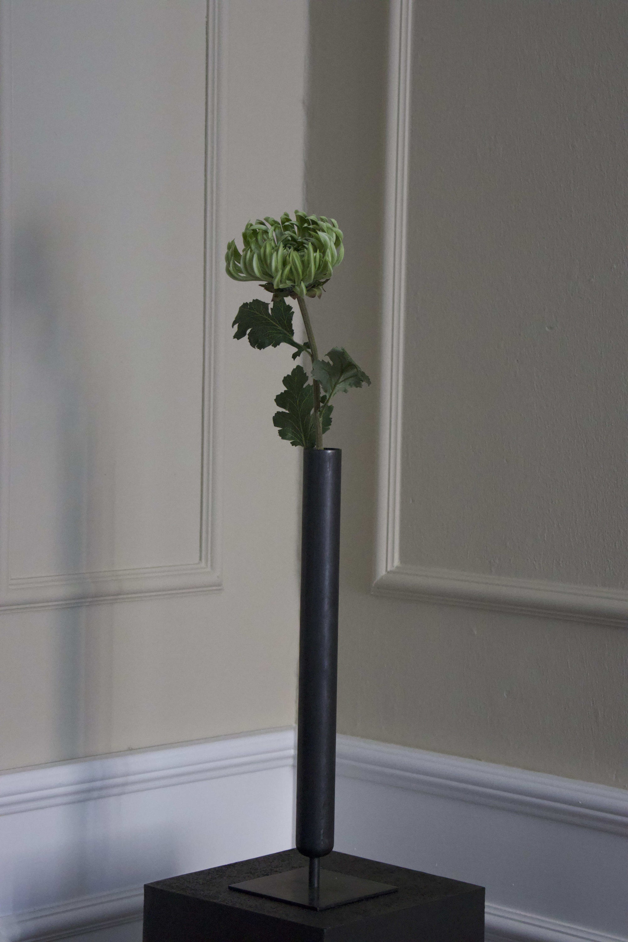 Chrysanthemum