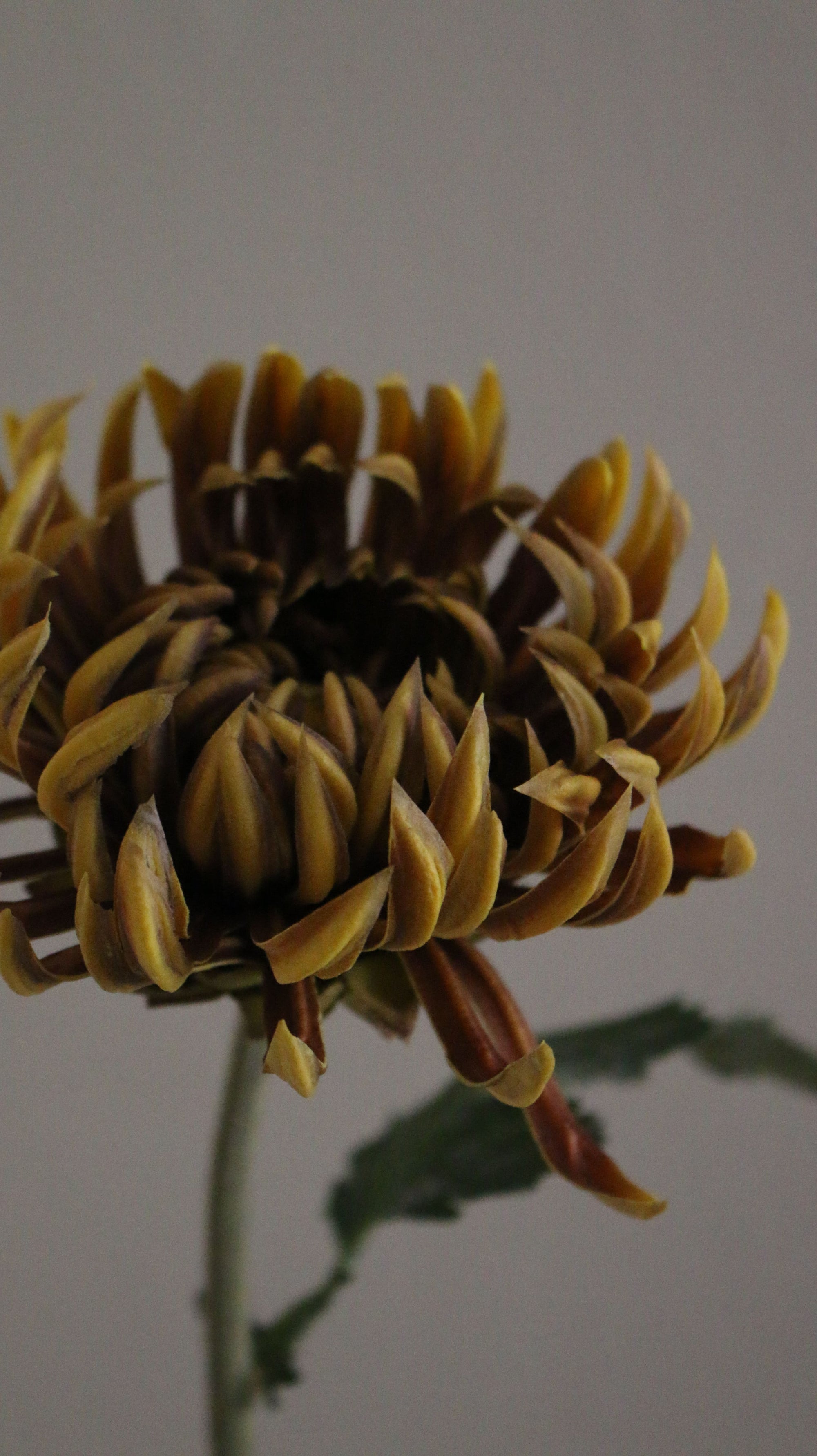 Chrysanthemum