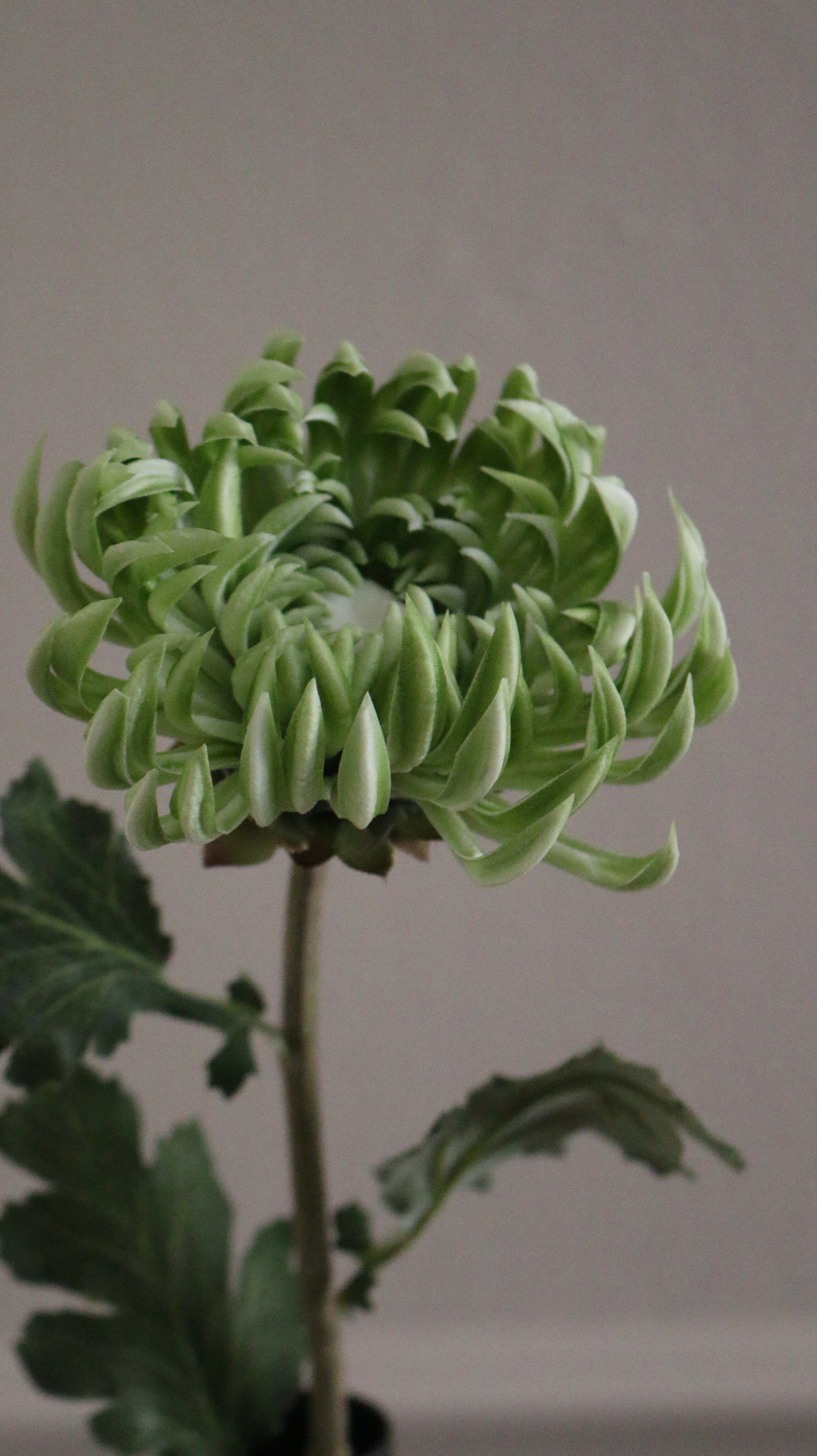 Chrysanthemum