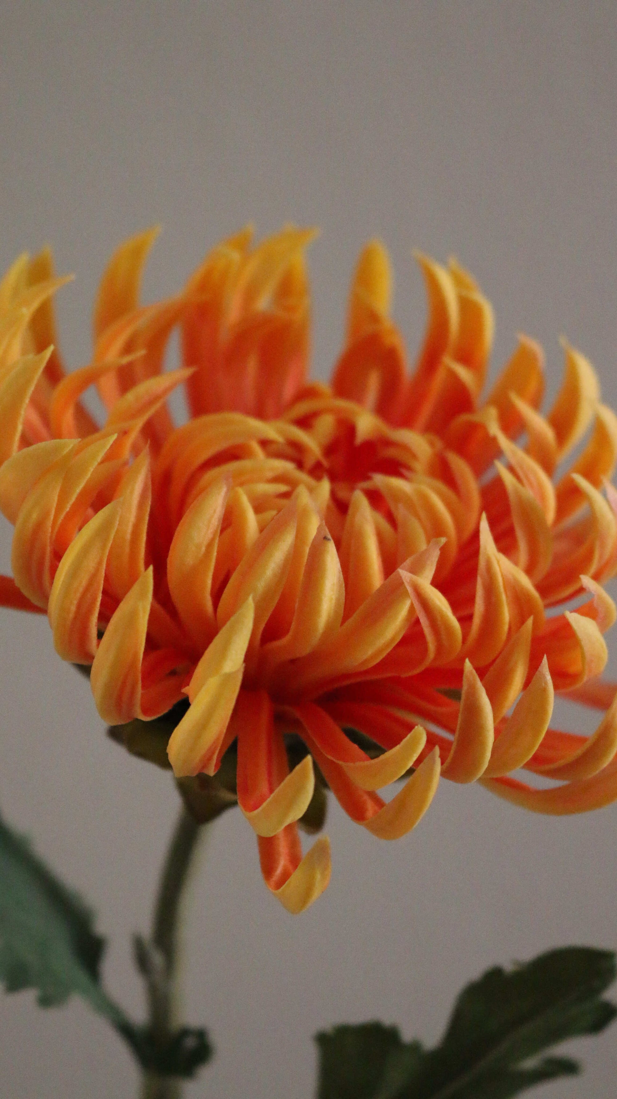 Chrysanthemum
