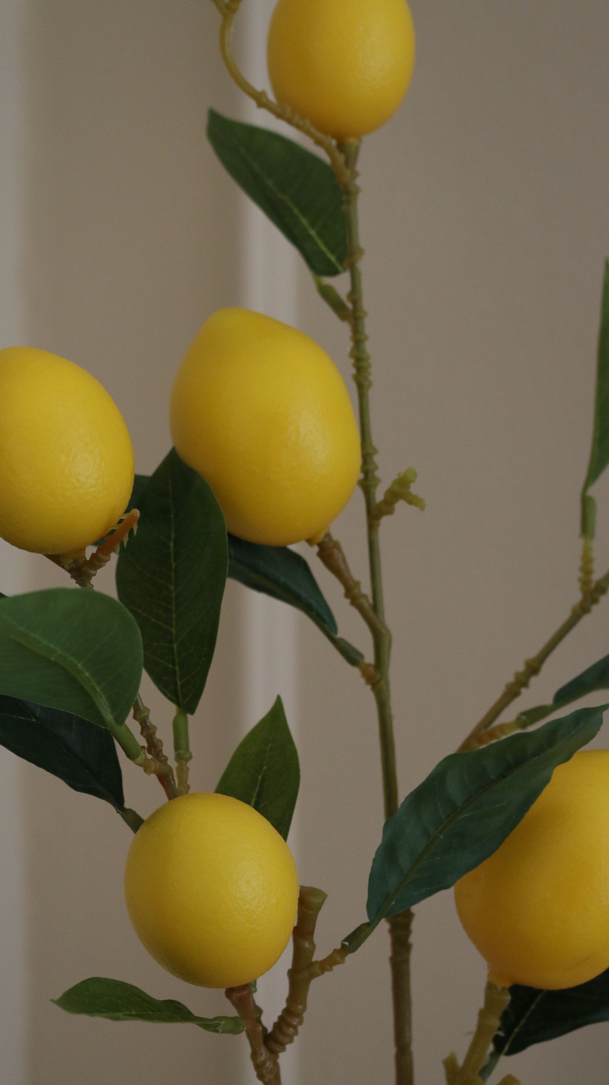 Citrongren