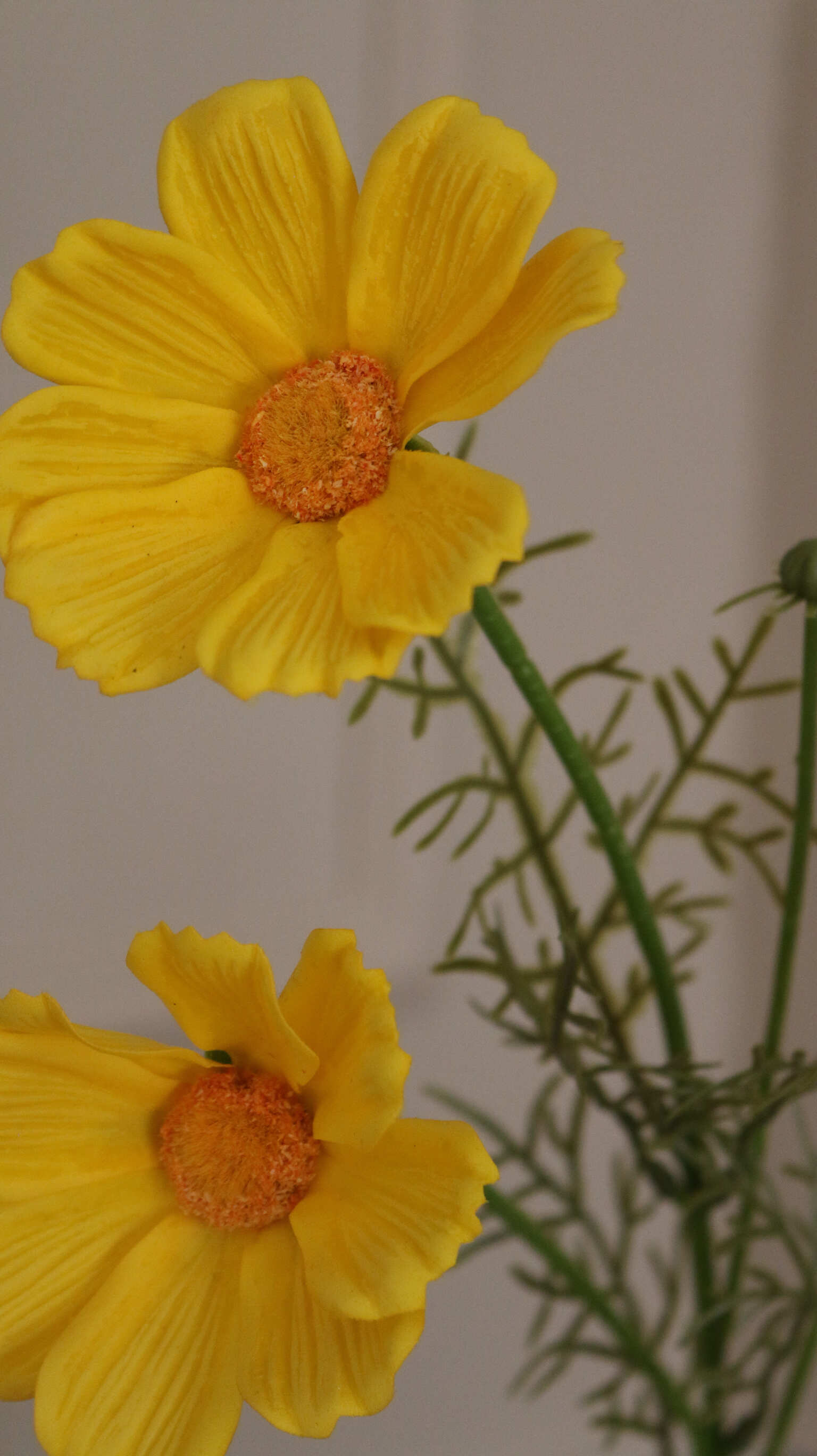 Cosmos