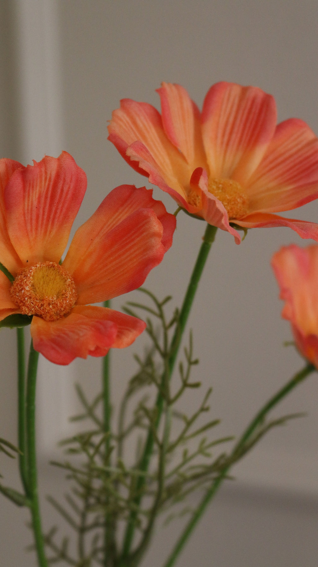 Cosmos