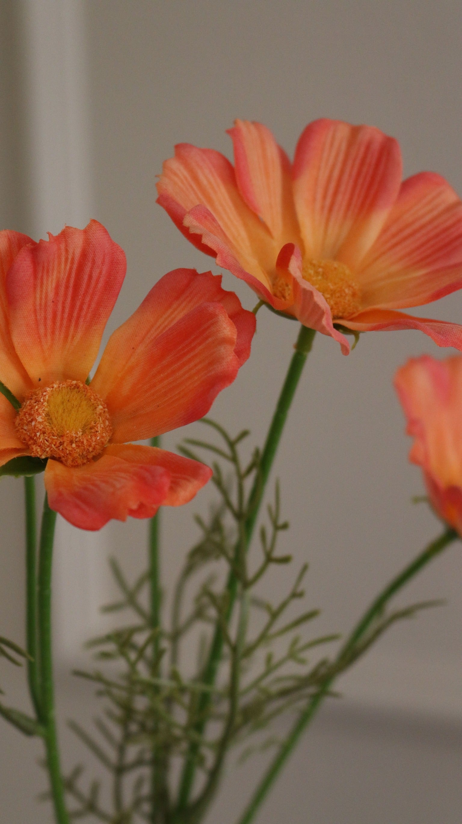 Cosmos