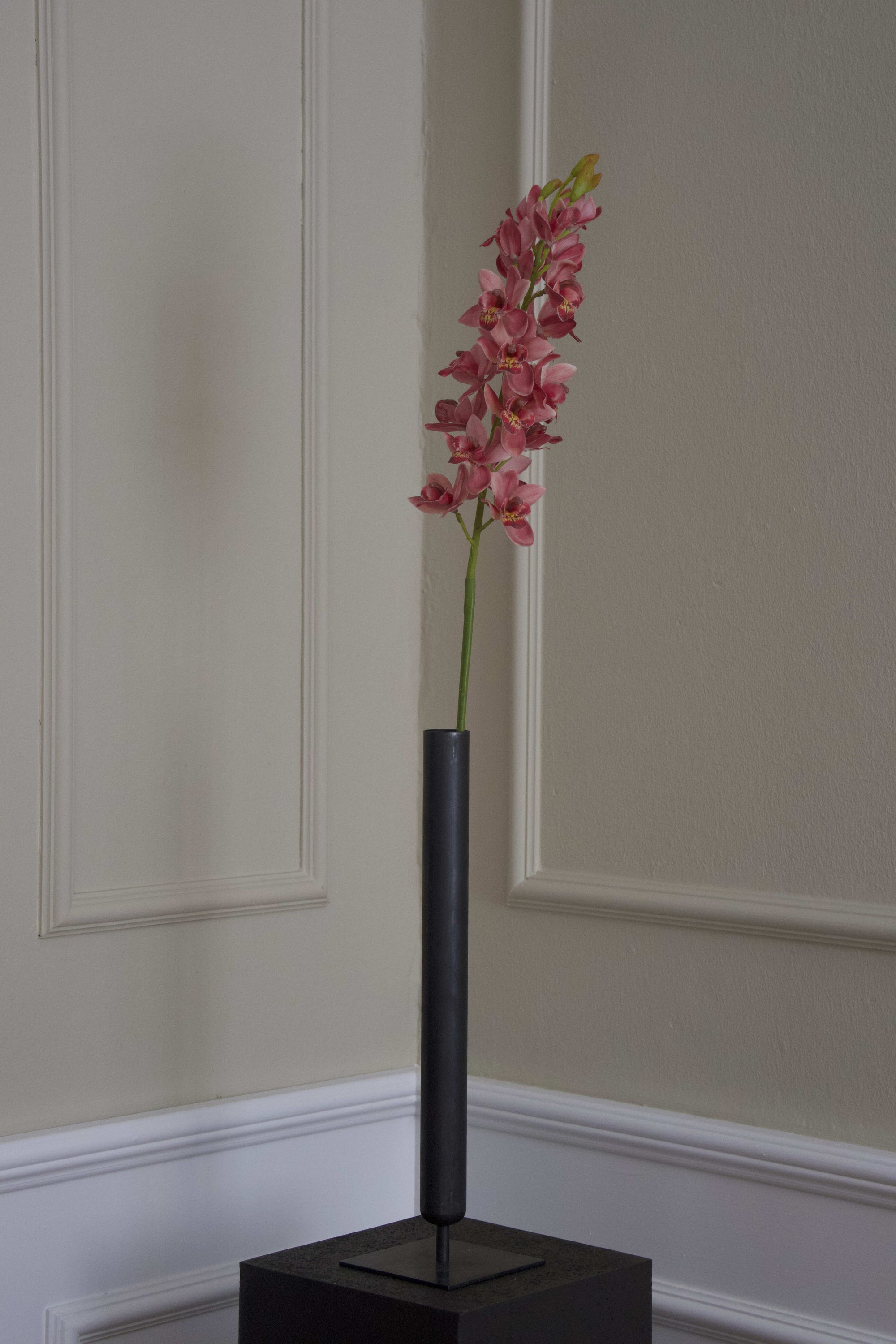 Cymbidium Orkidé