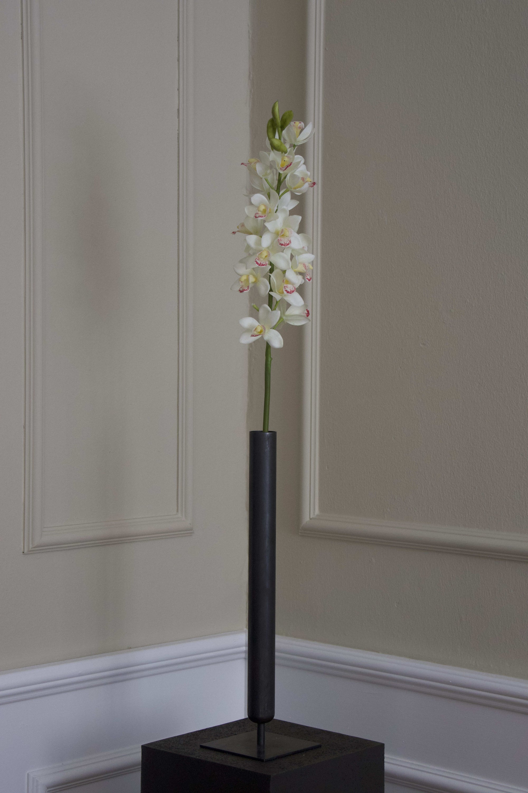Cymbidium Orkidé
