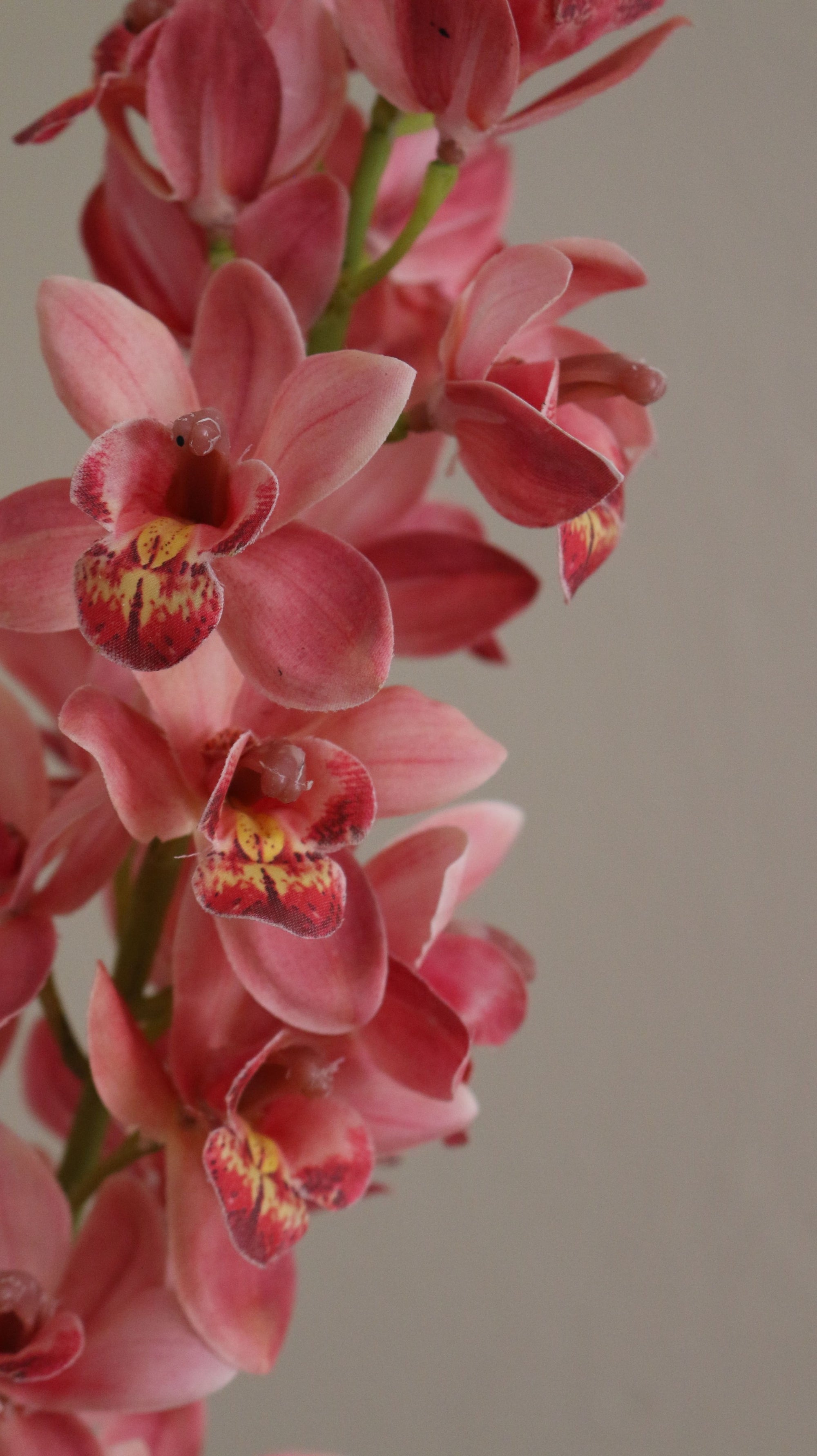 Cymbidium Orkidé