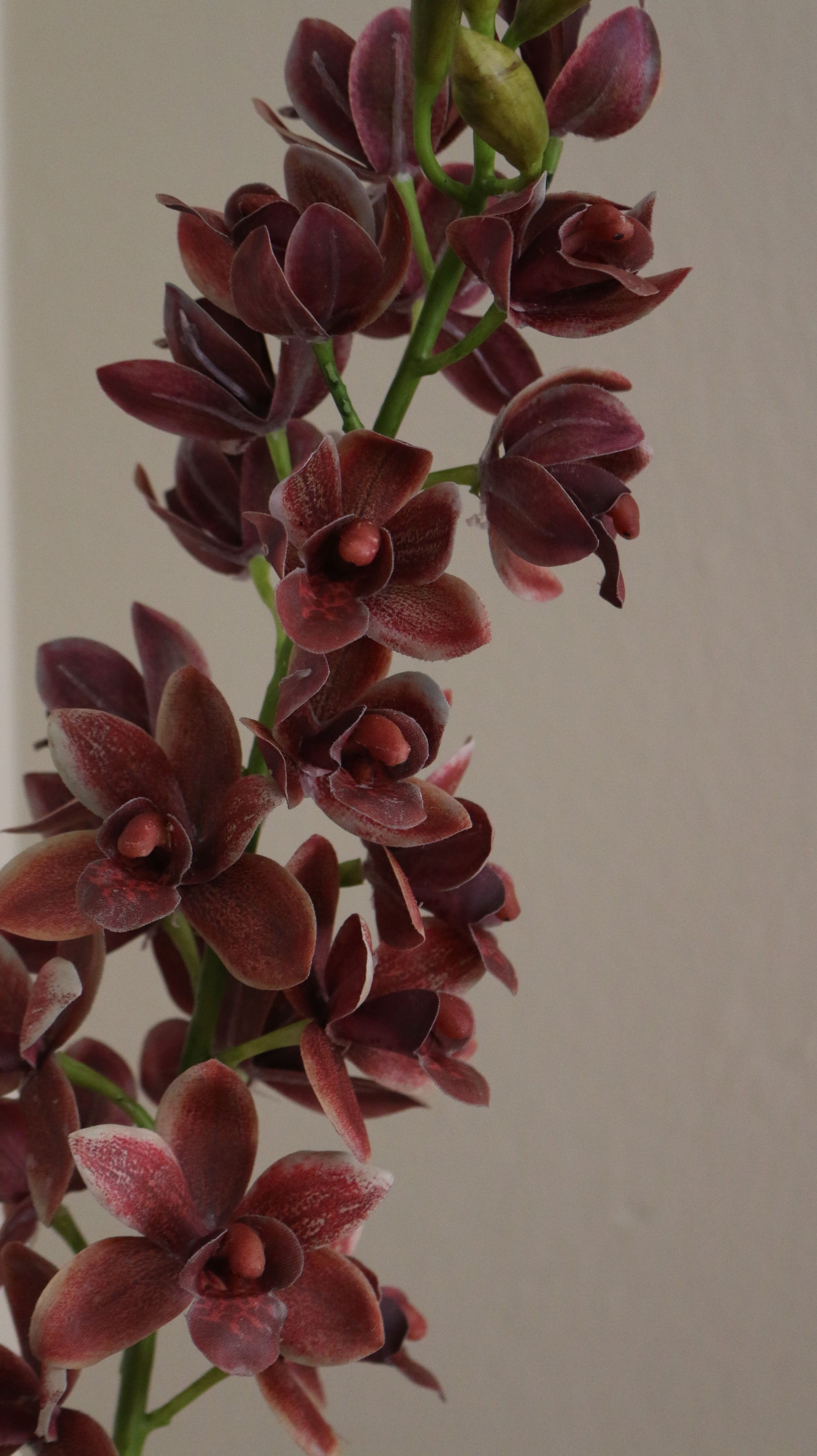 Cymbidium Orkidé