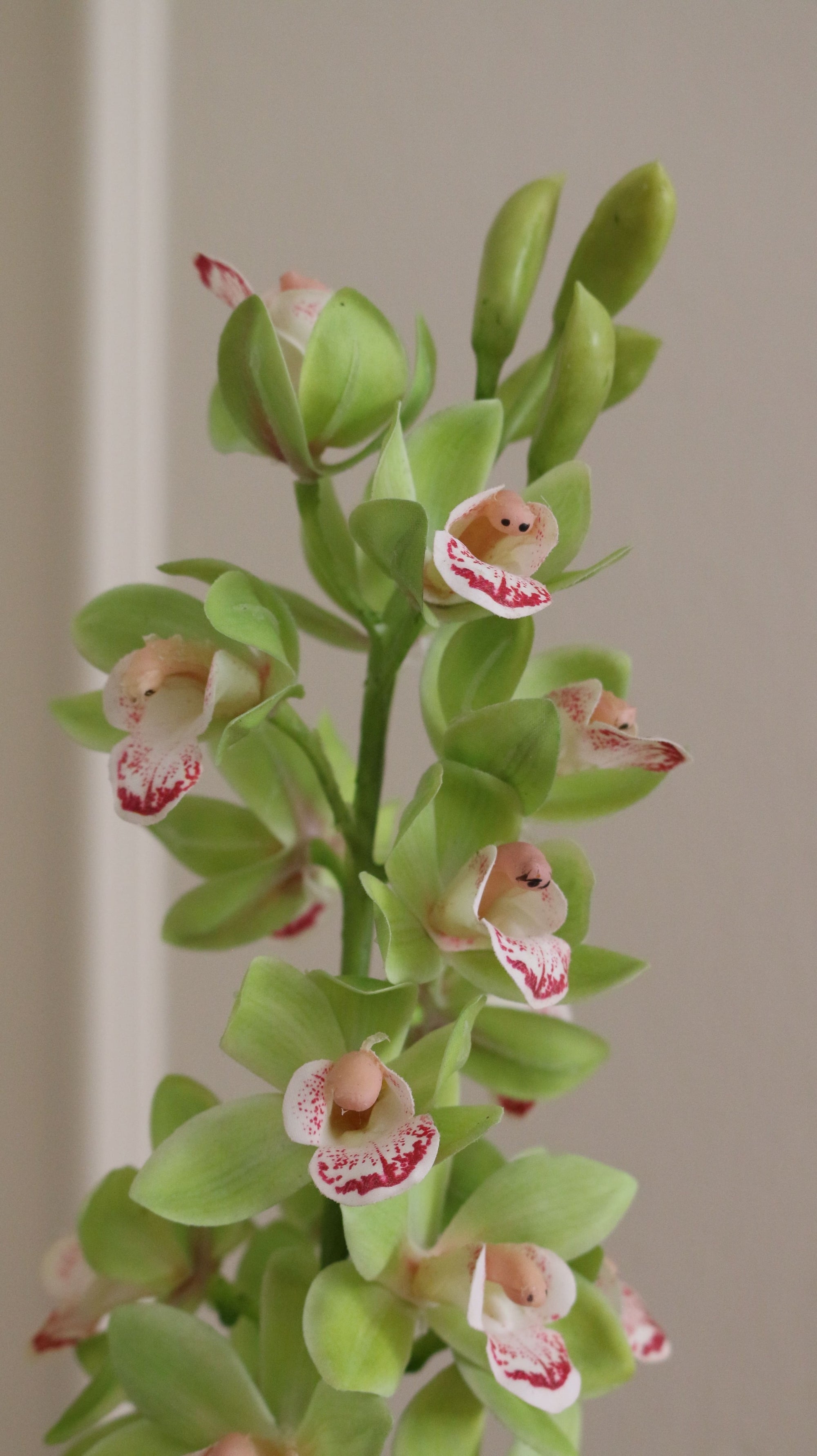 Cymbidium Orkidé