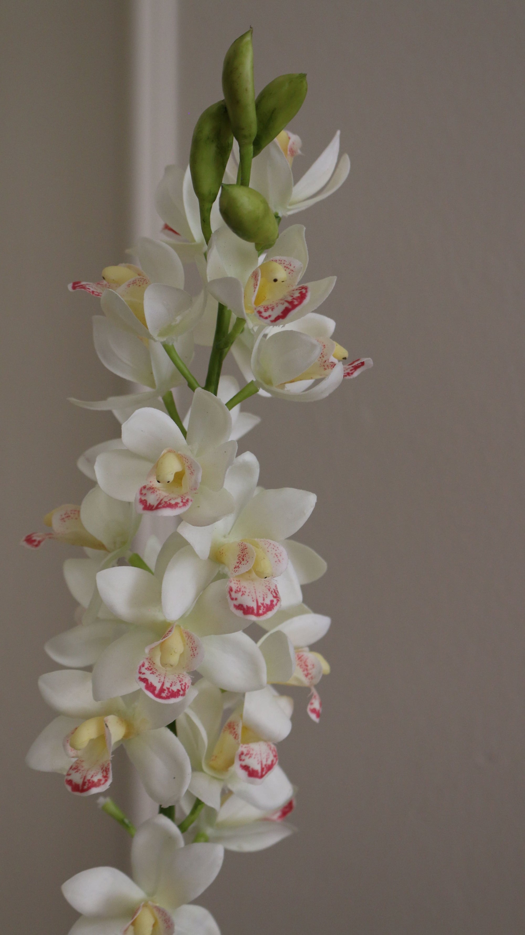Cymbidium Orkidé