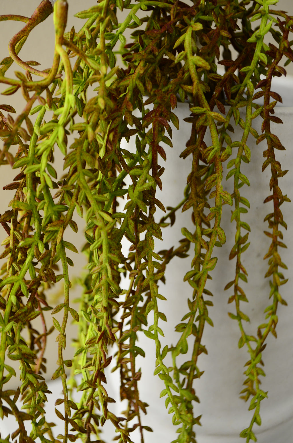 Kunstig Amaranthus