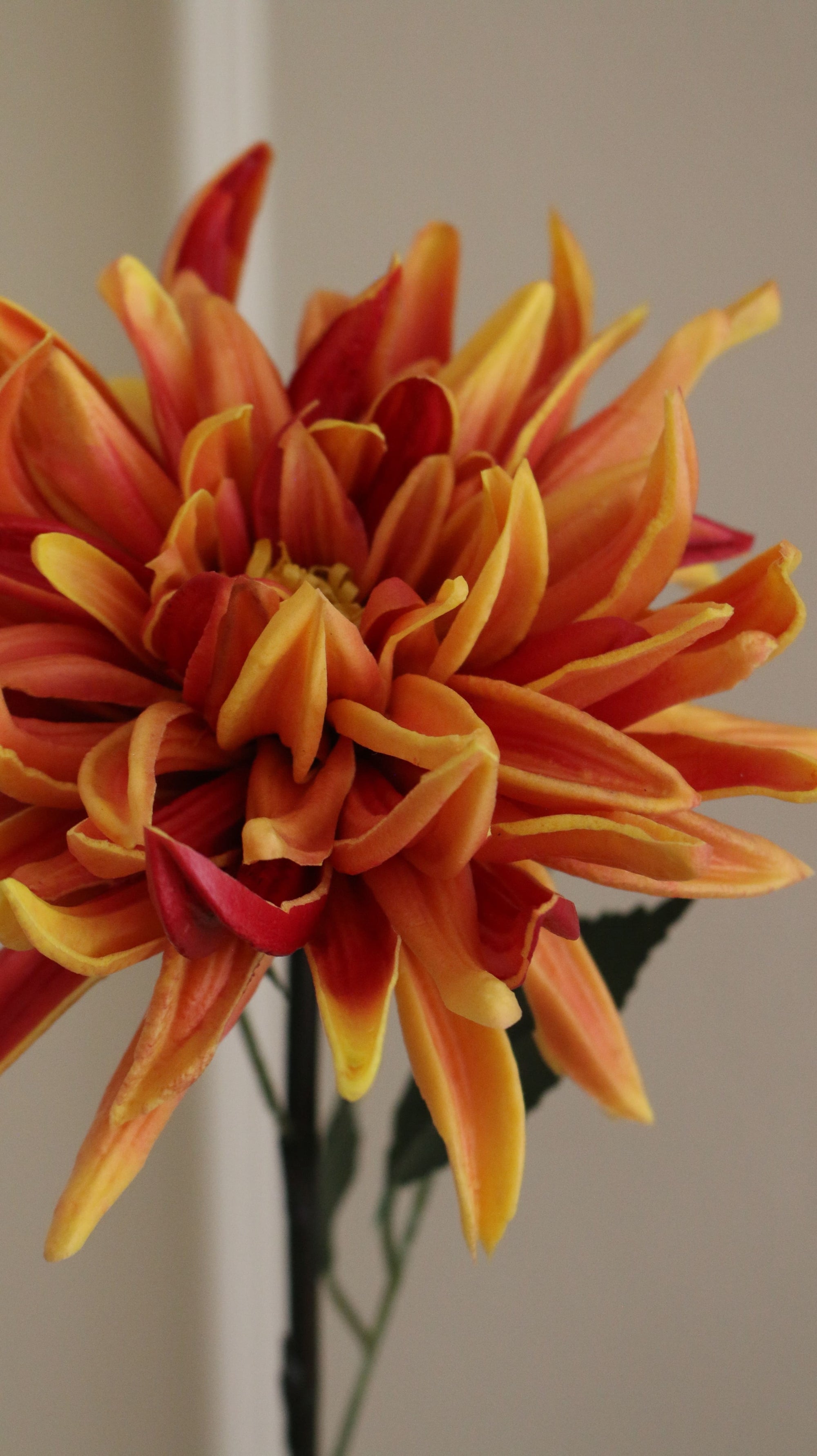 Spike Dahlia