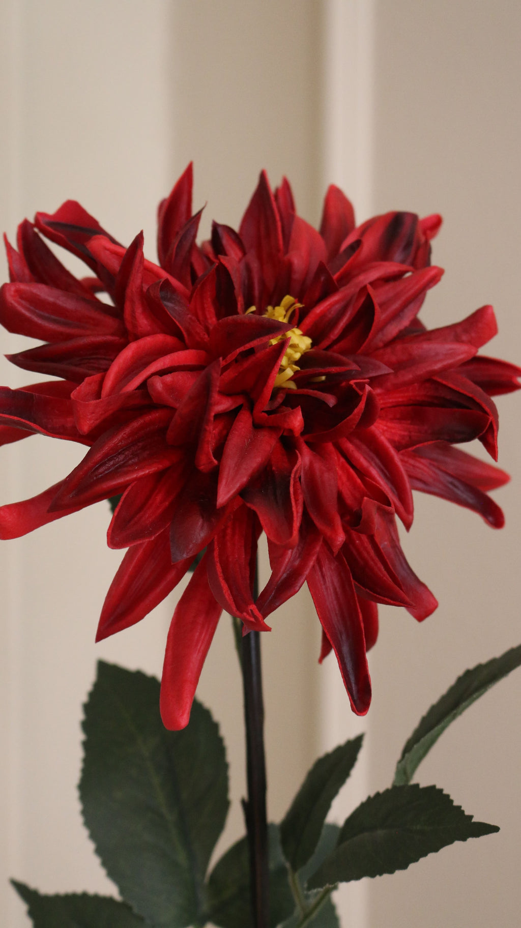 Spike Dahlia