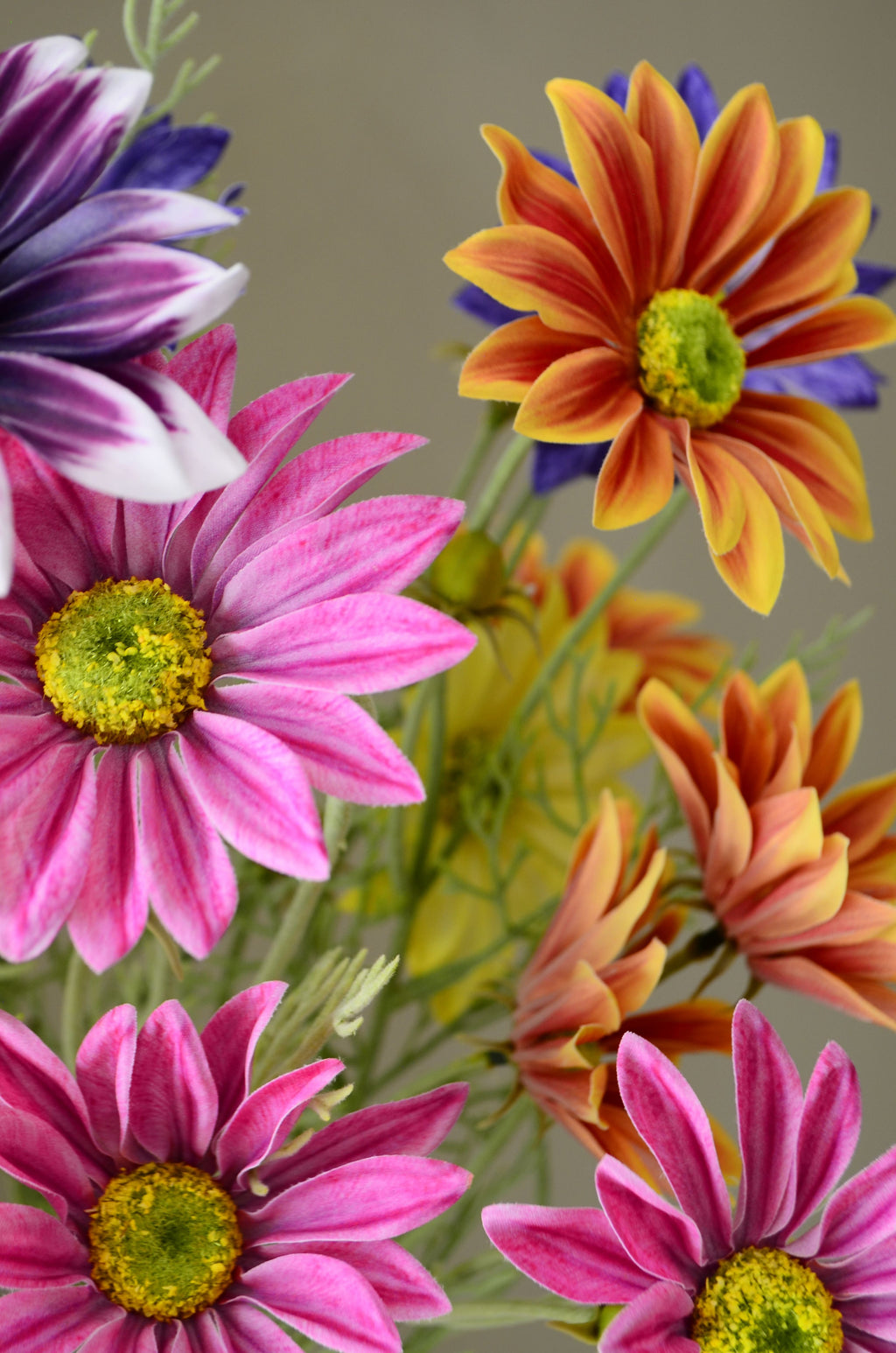 Daisy Summer