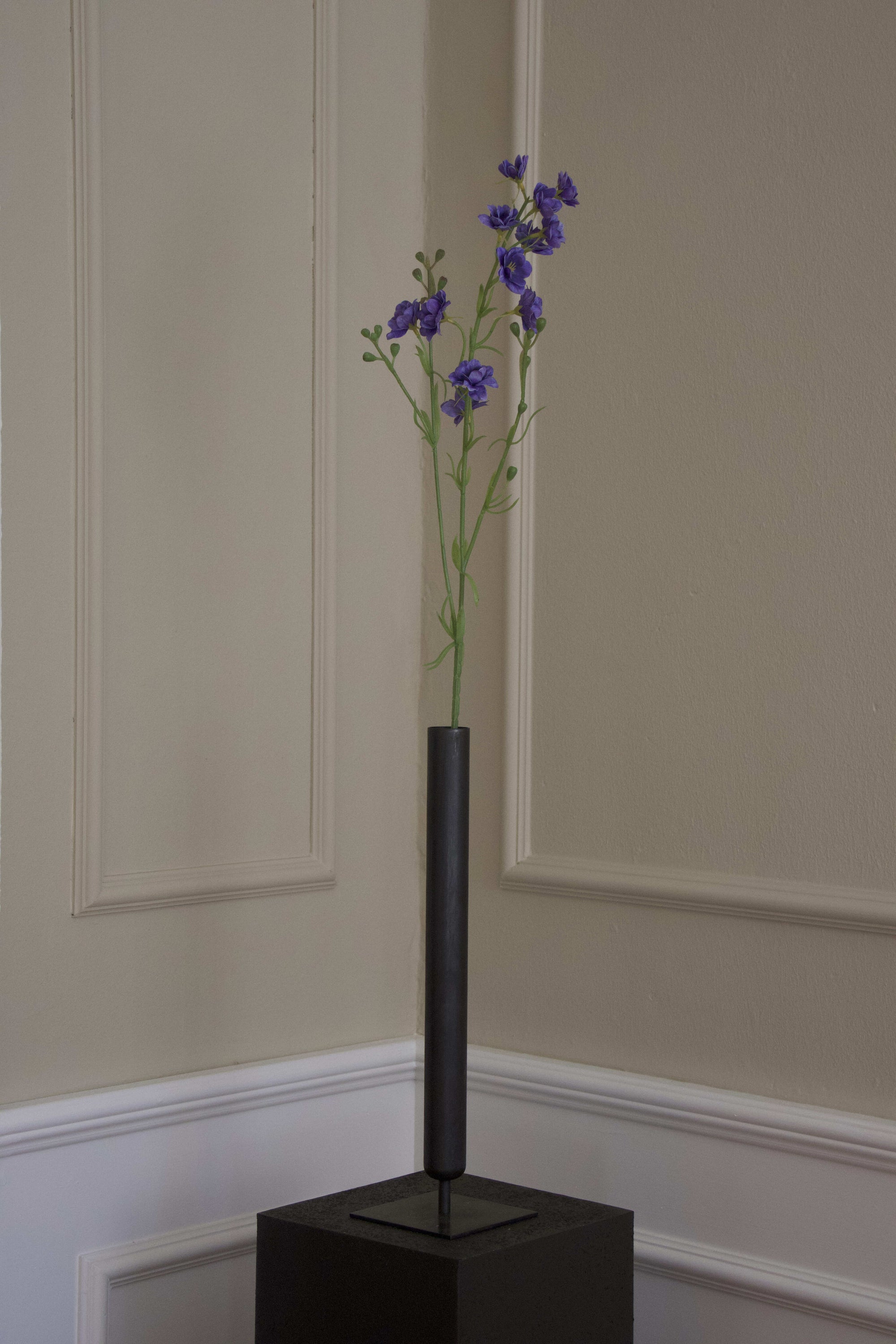 Delphinium