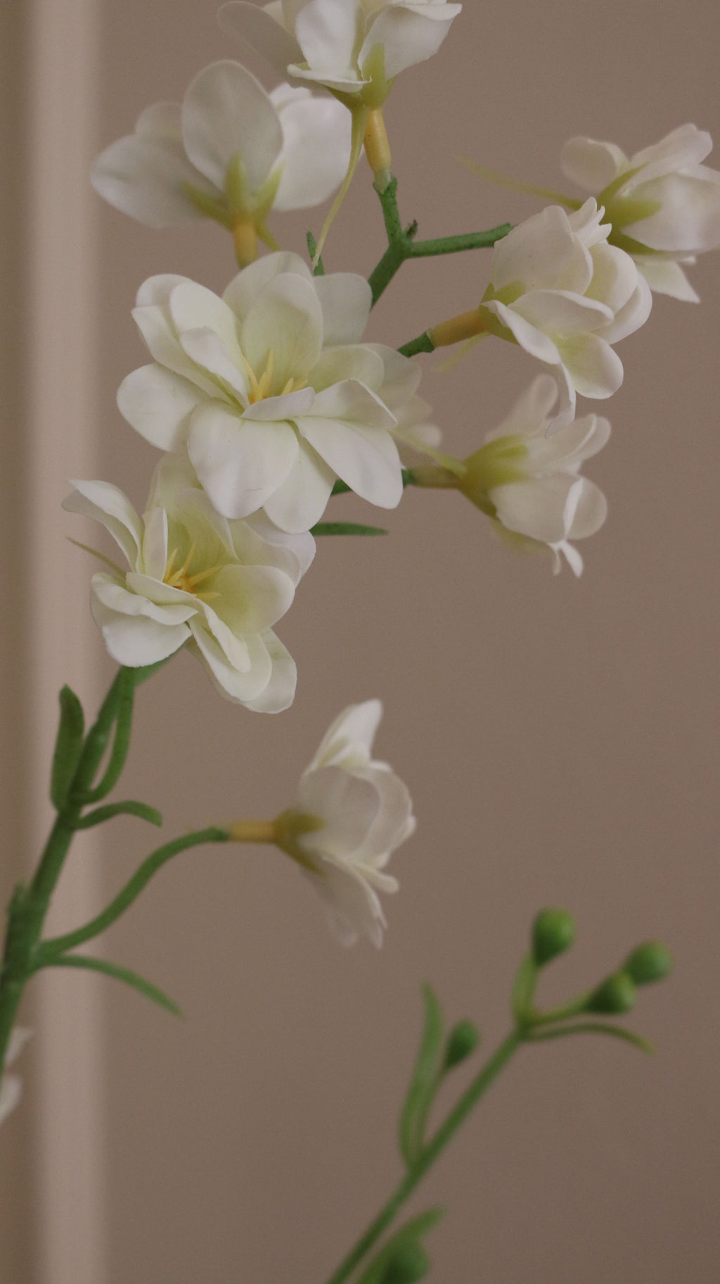 Delphinium