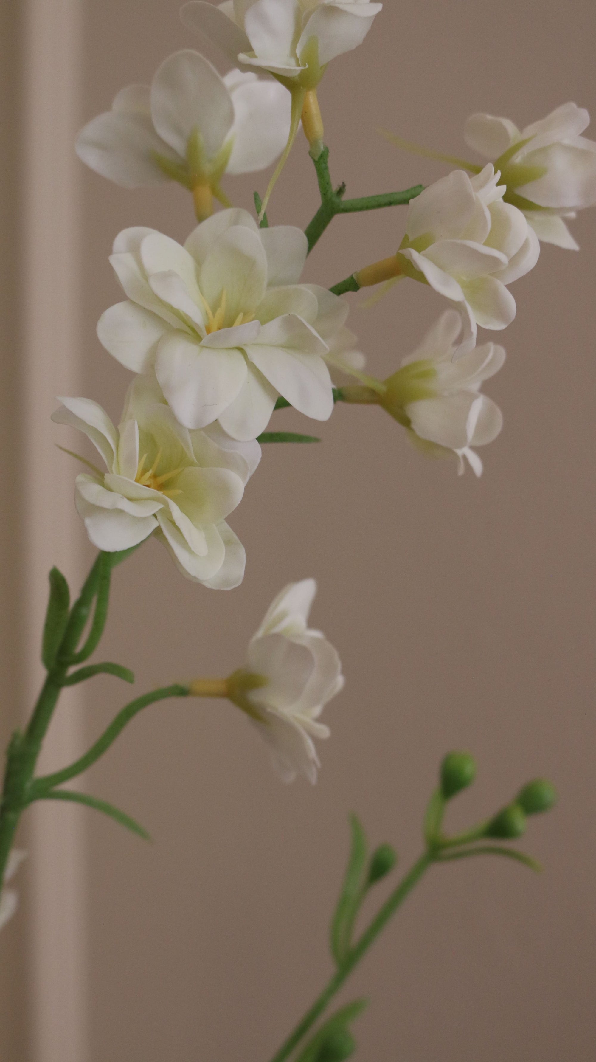 Delphinium