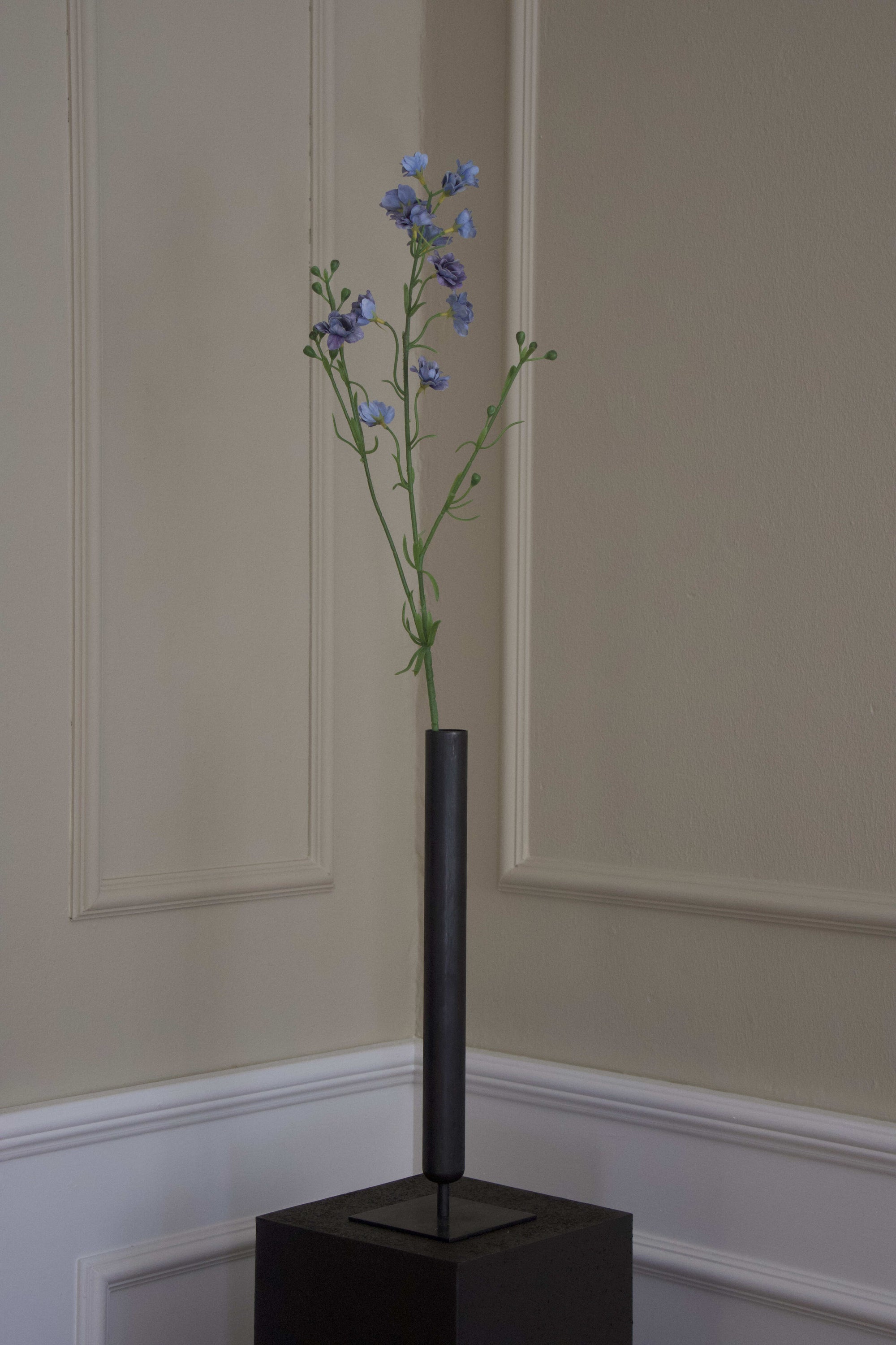 Delphinium