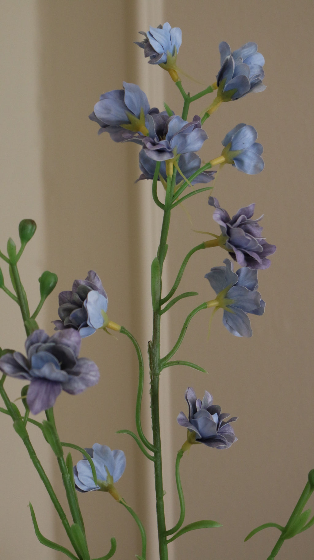 Delphinium