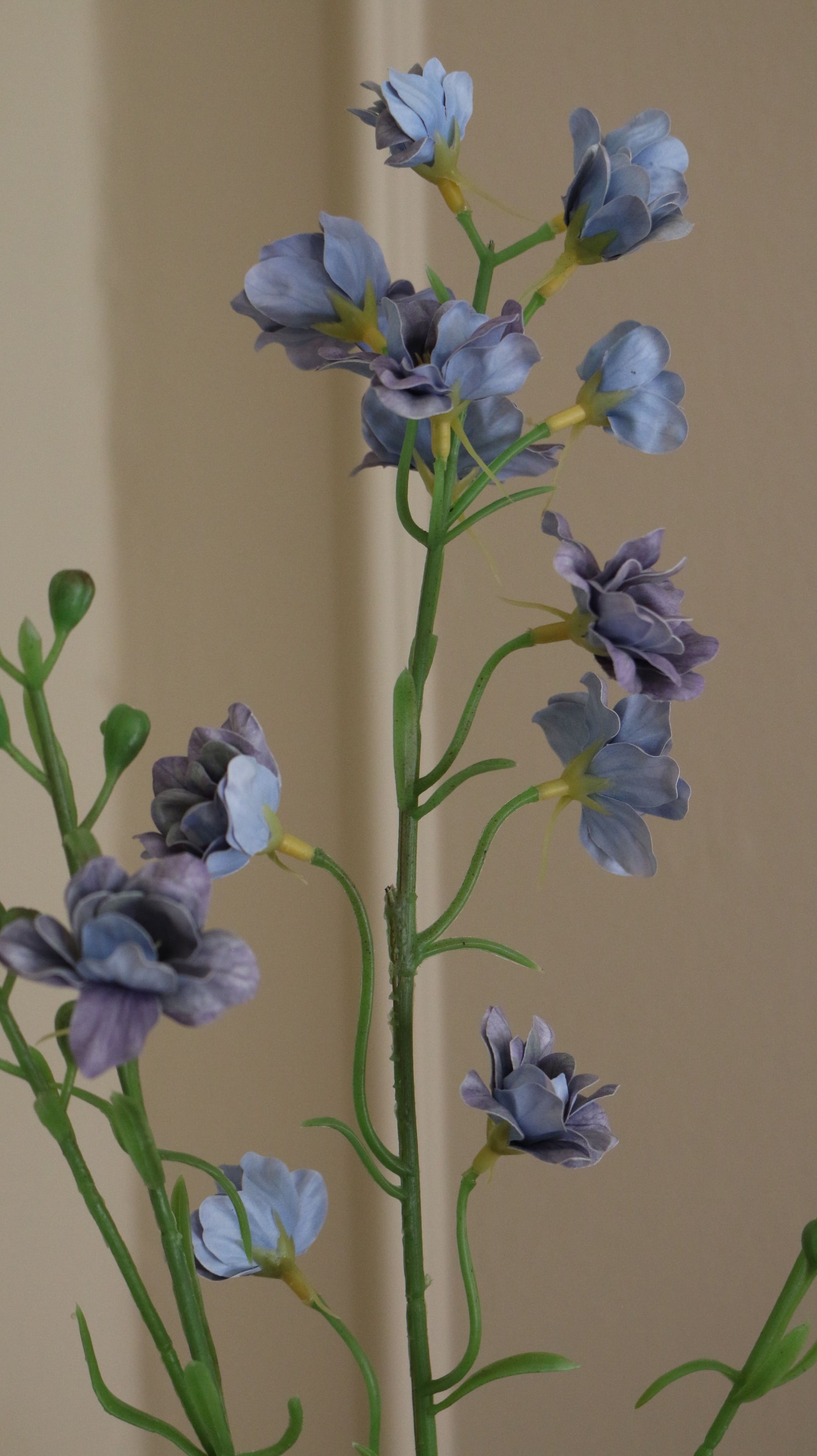 Delphinium