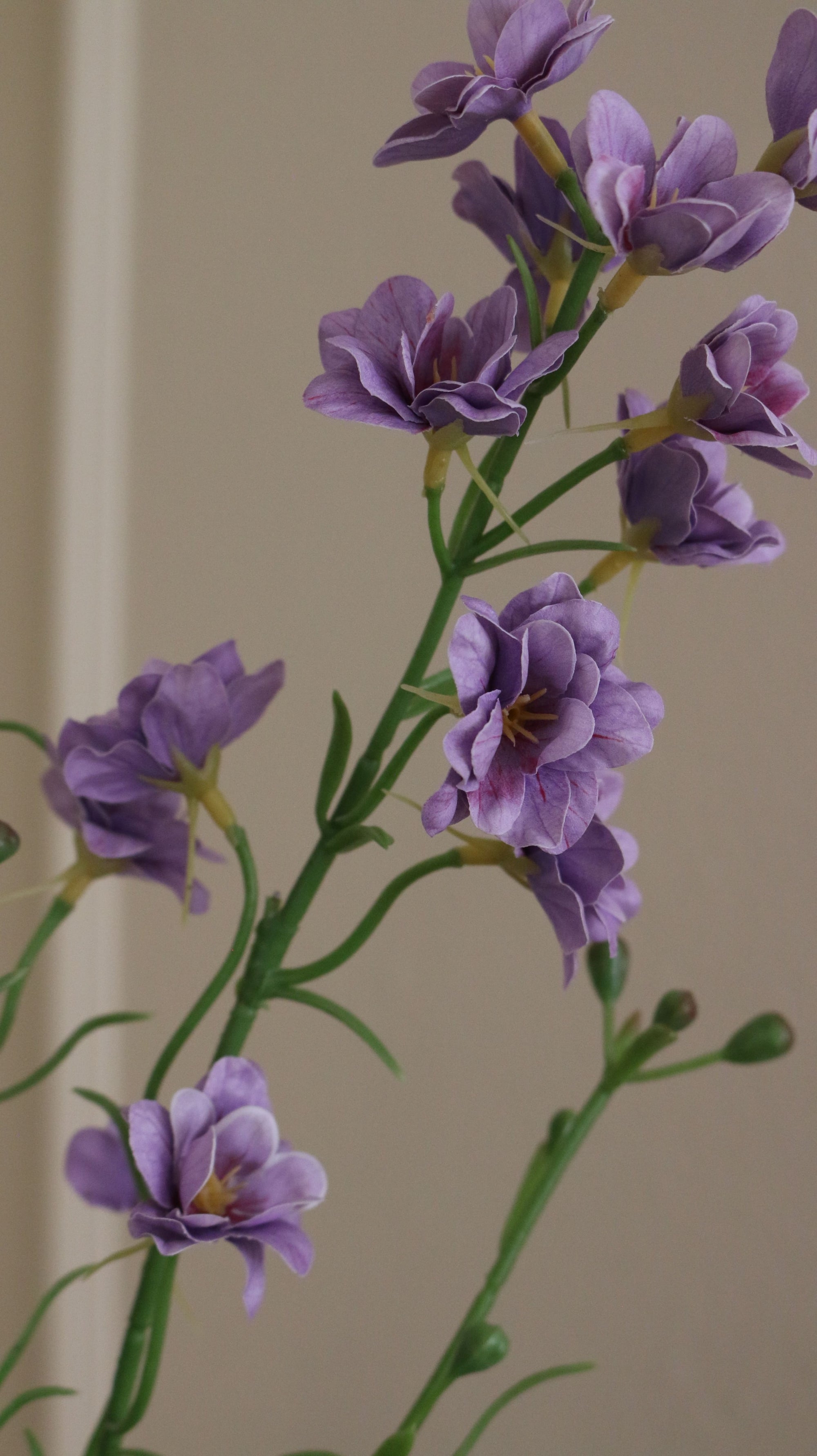 Delphinium