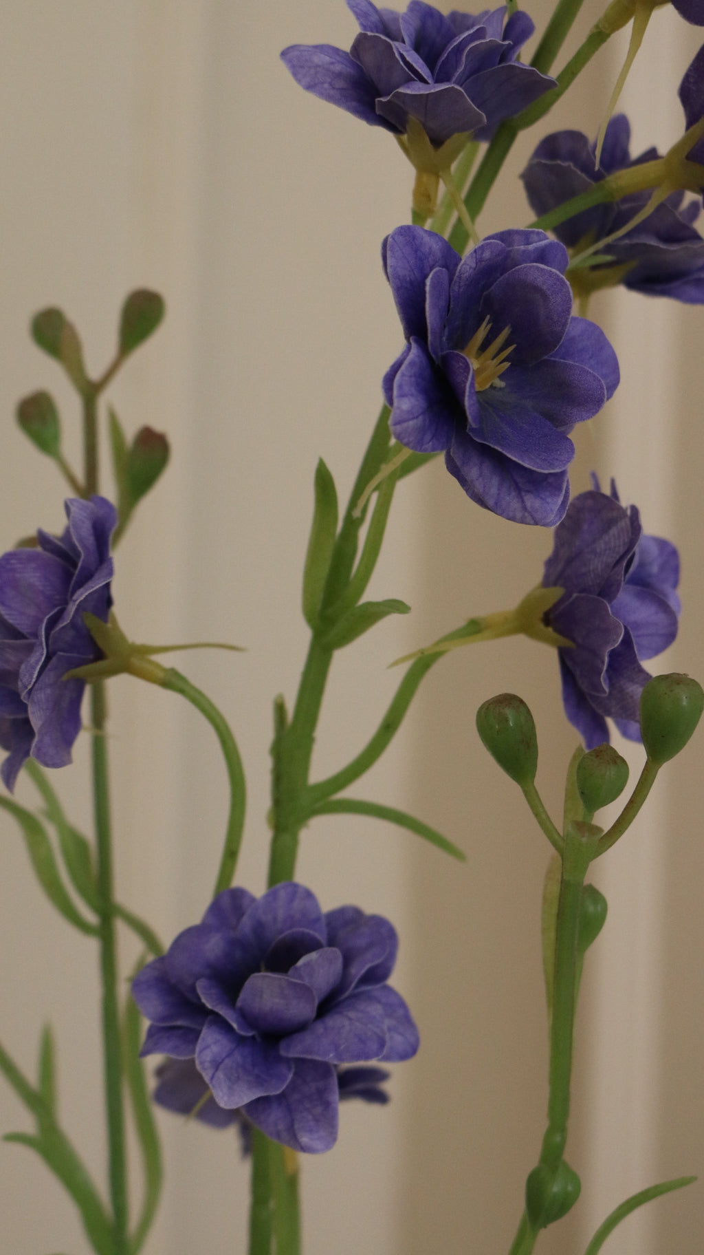 Delphinium