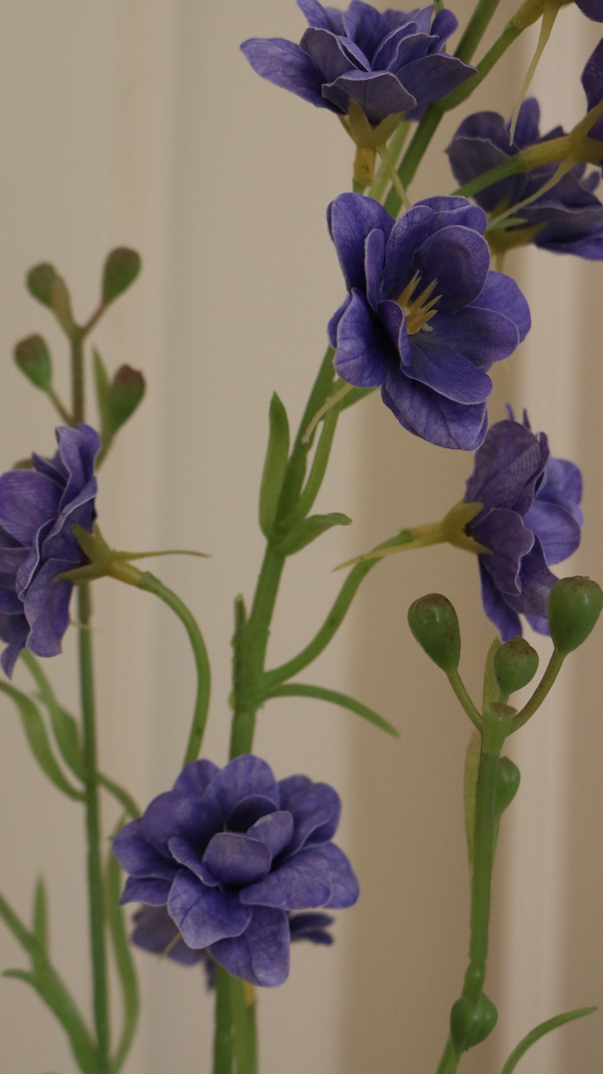 Delphinium