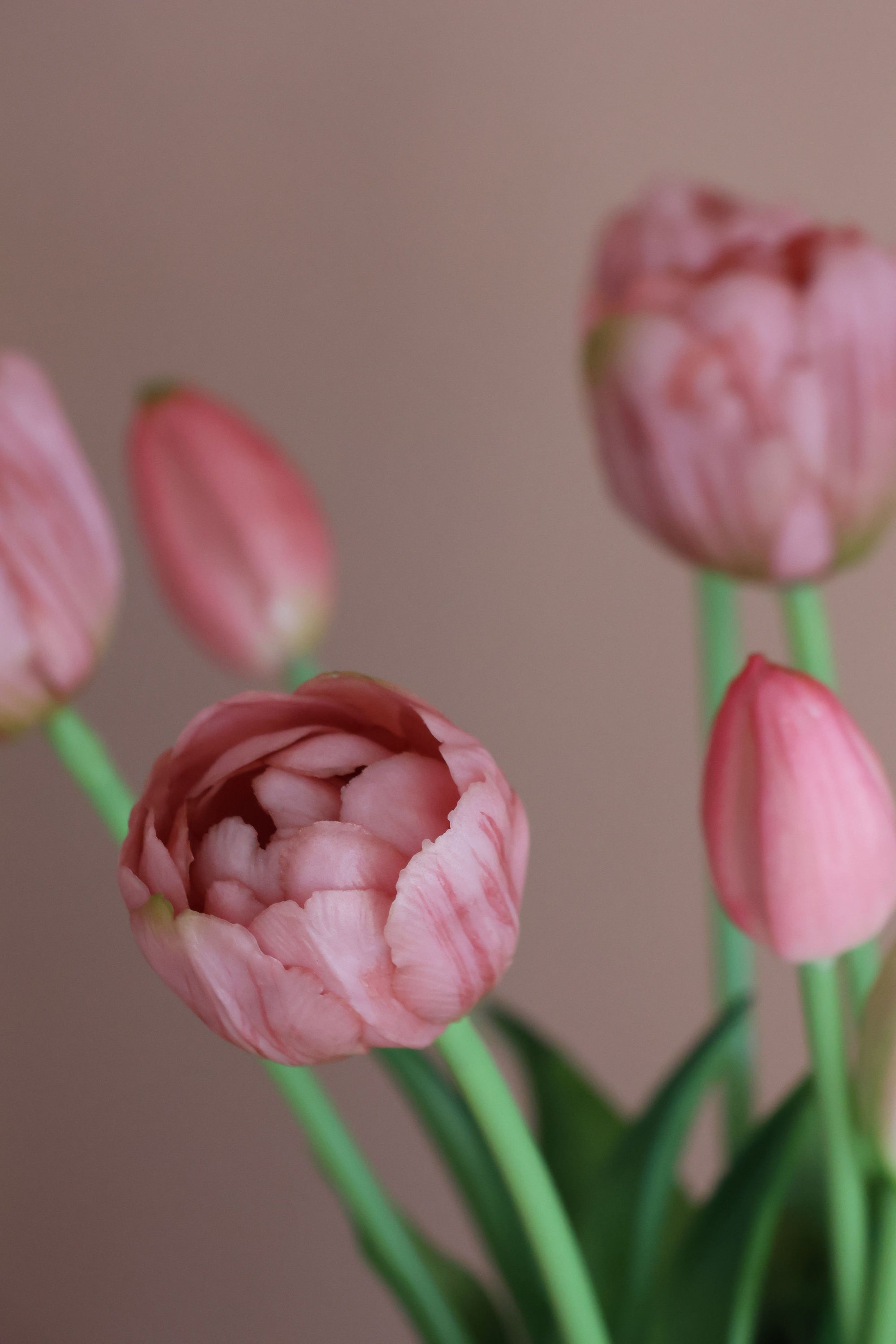 Dobbelt tulipan Rosa