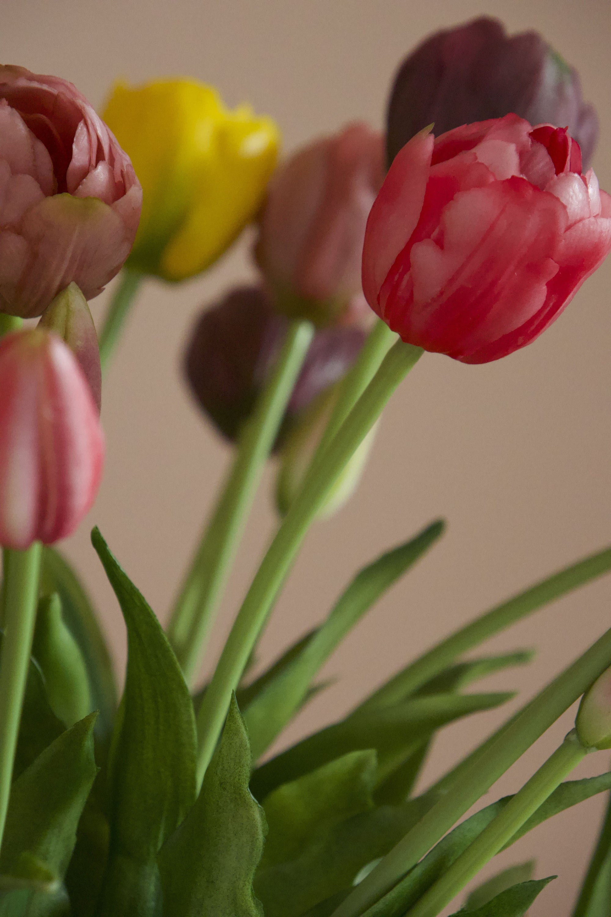 Double Tulip Lover