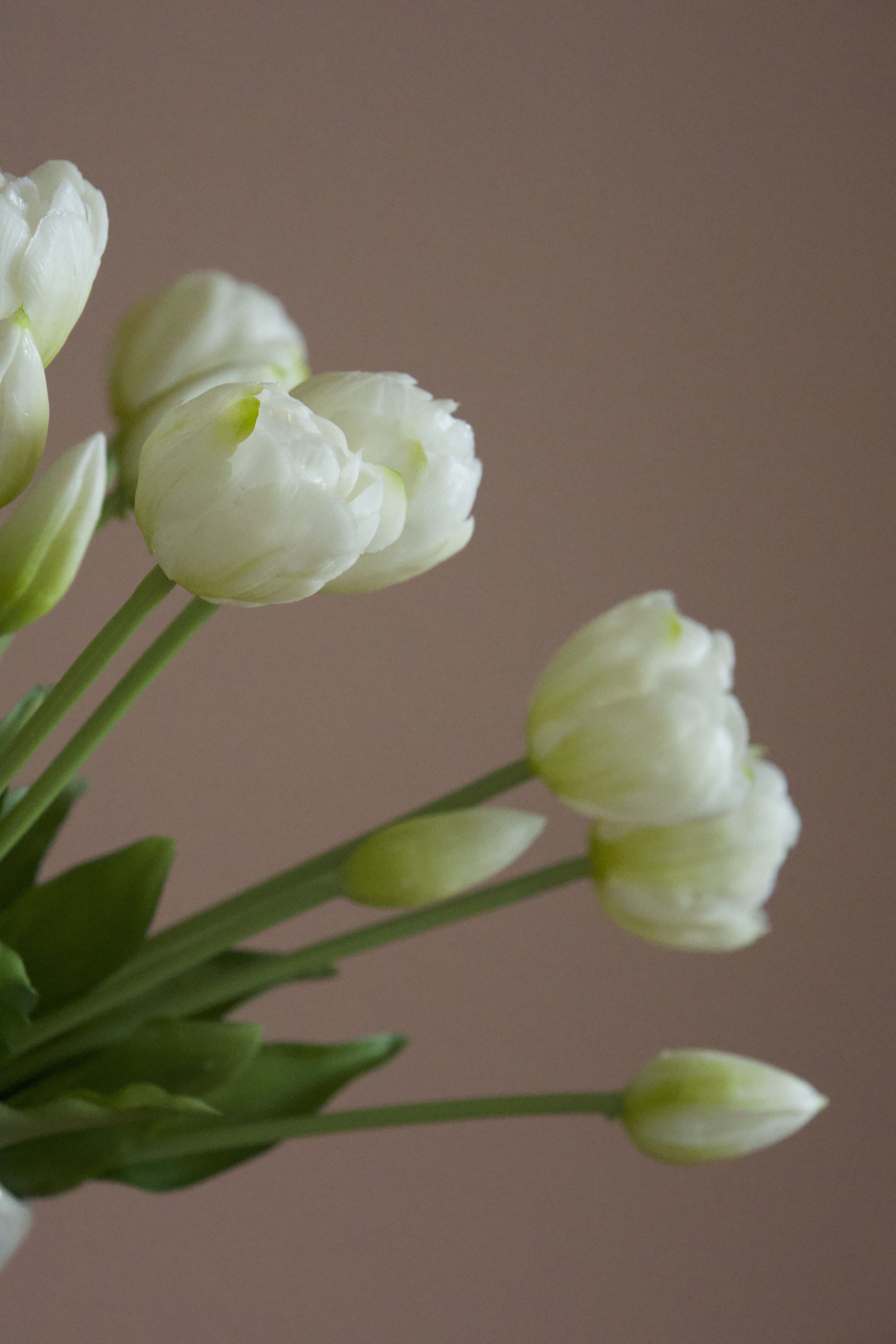 Double Tulip Lover