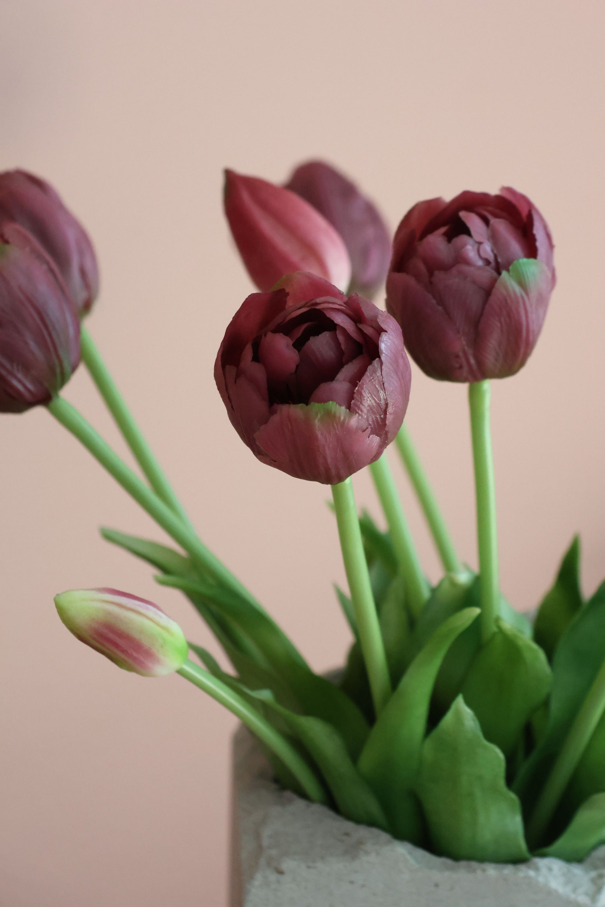 Dobbelt tulipan lilla