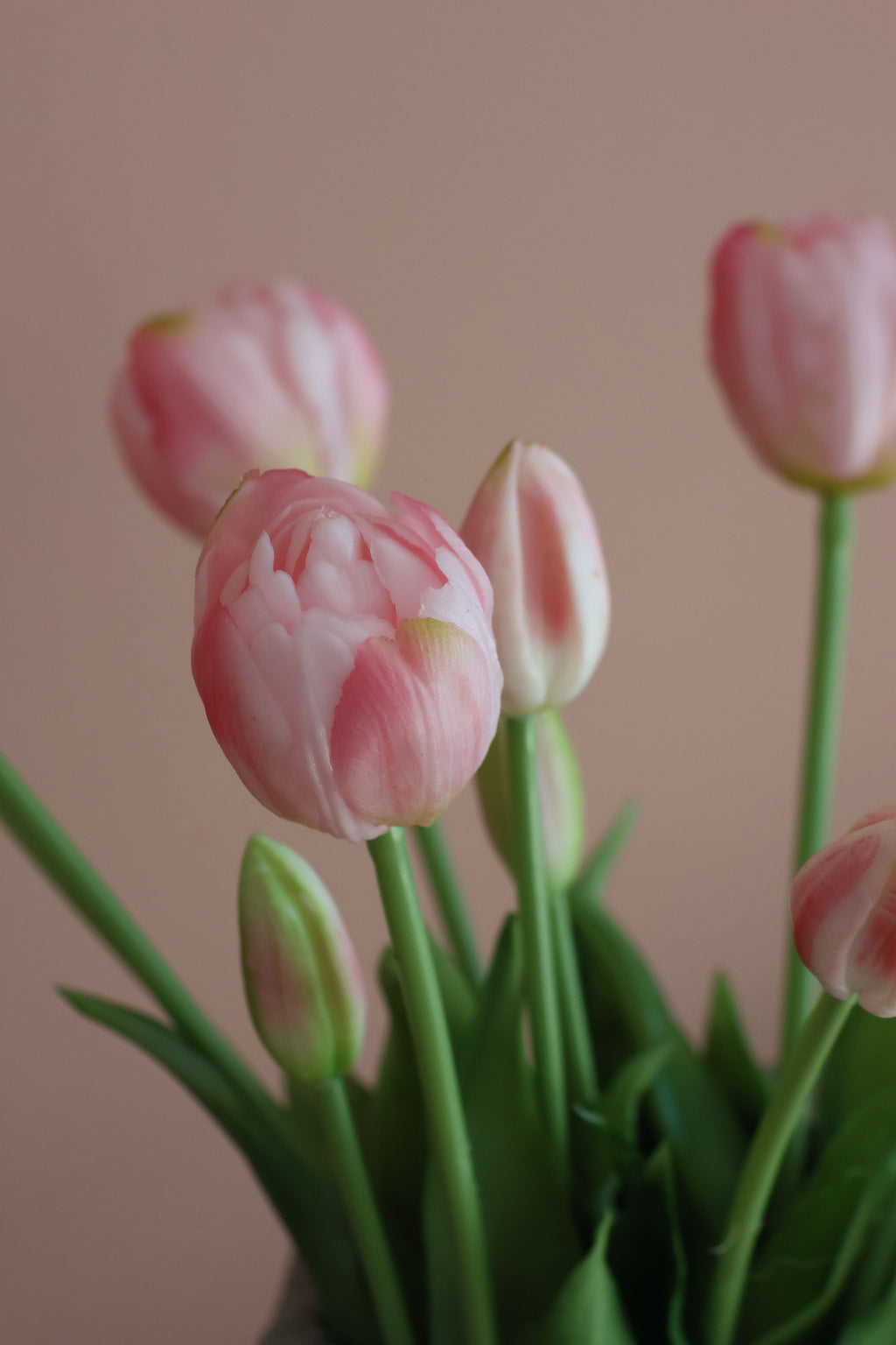 Dobbelt tulipan lyserød