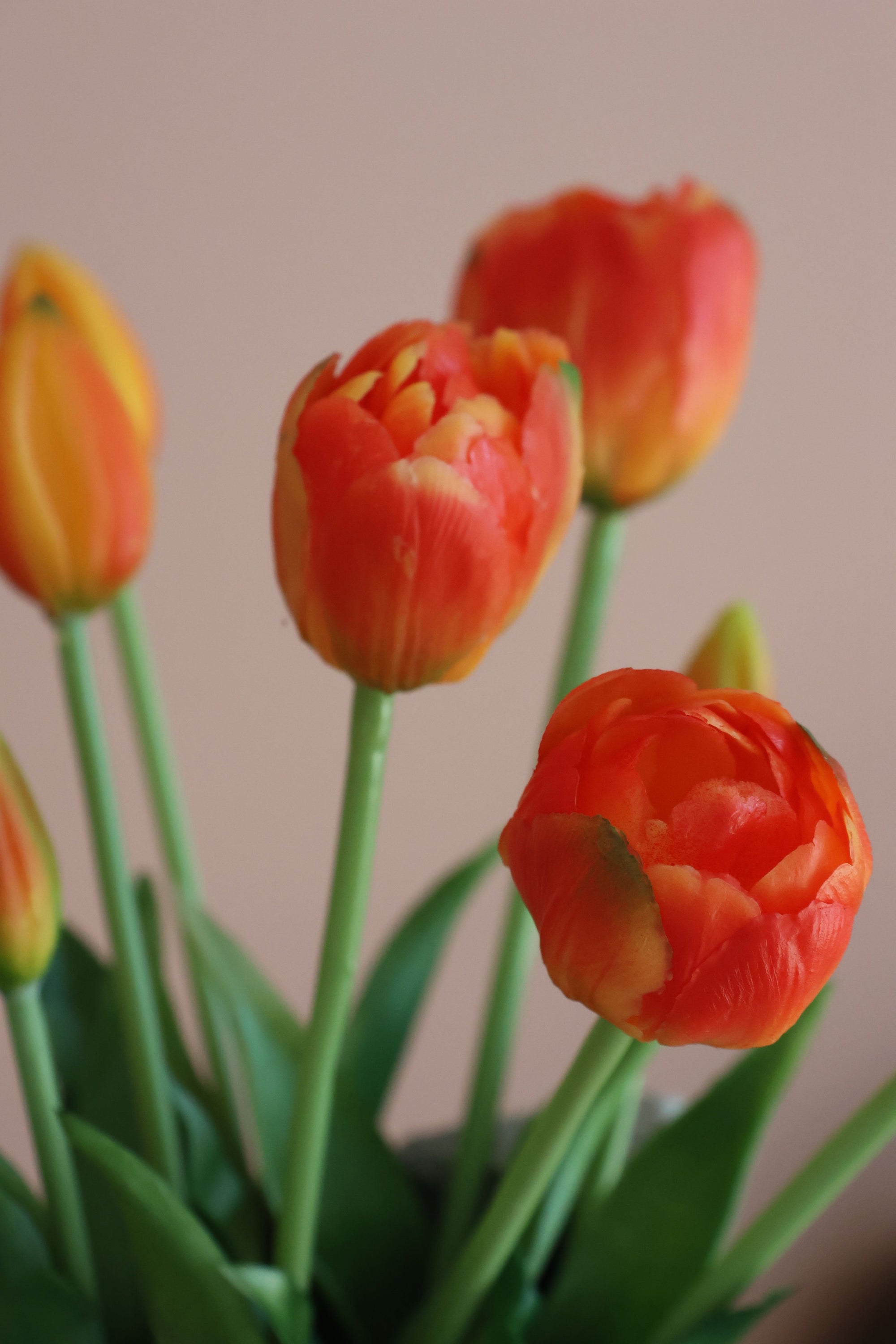 Dobbelt tulipan orange