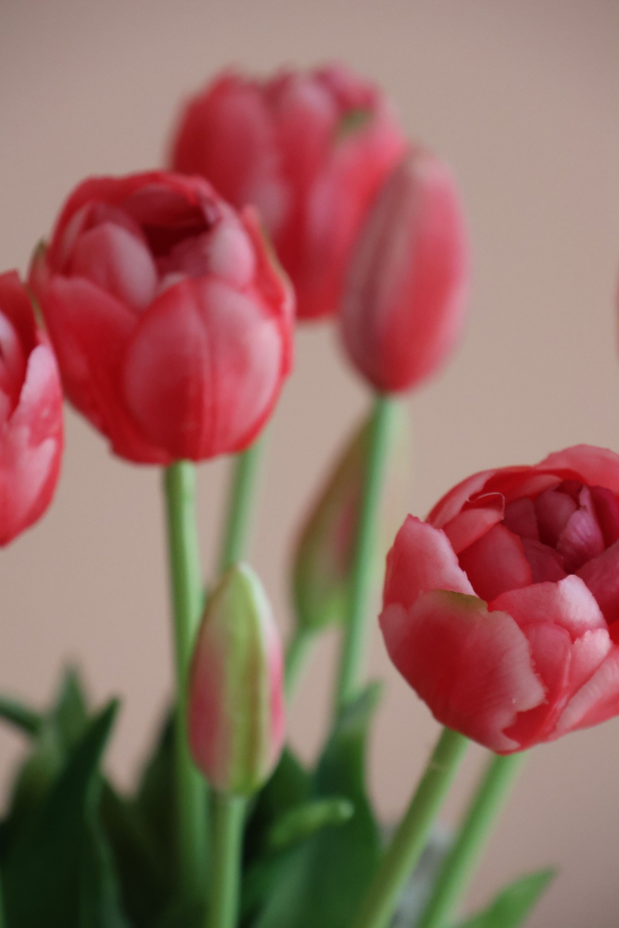 Dobbelt tulipan Pink