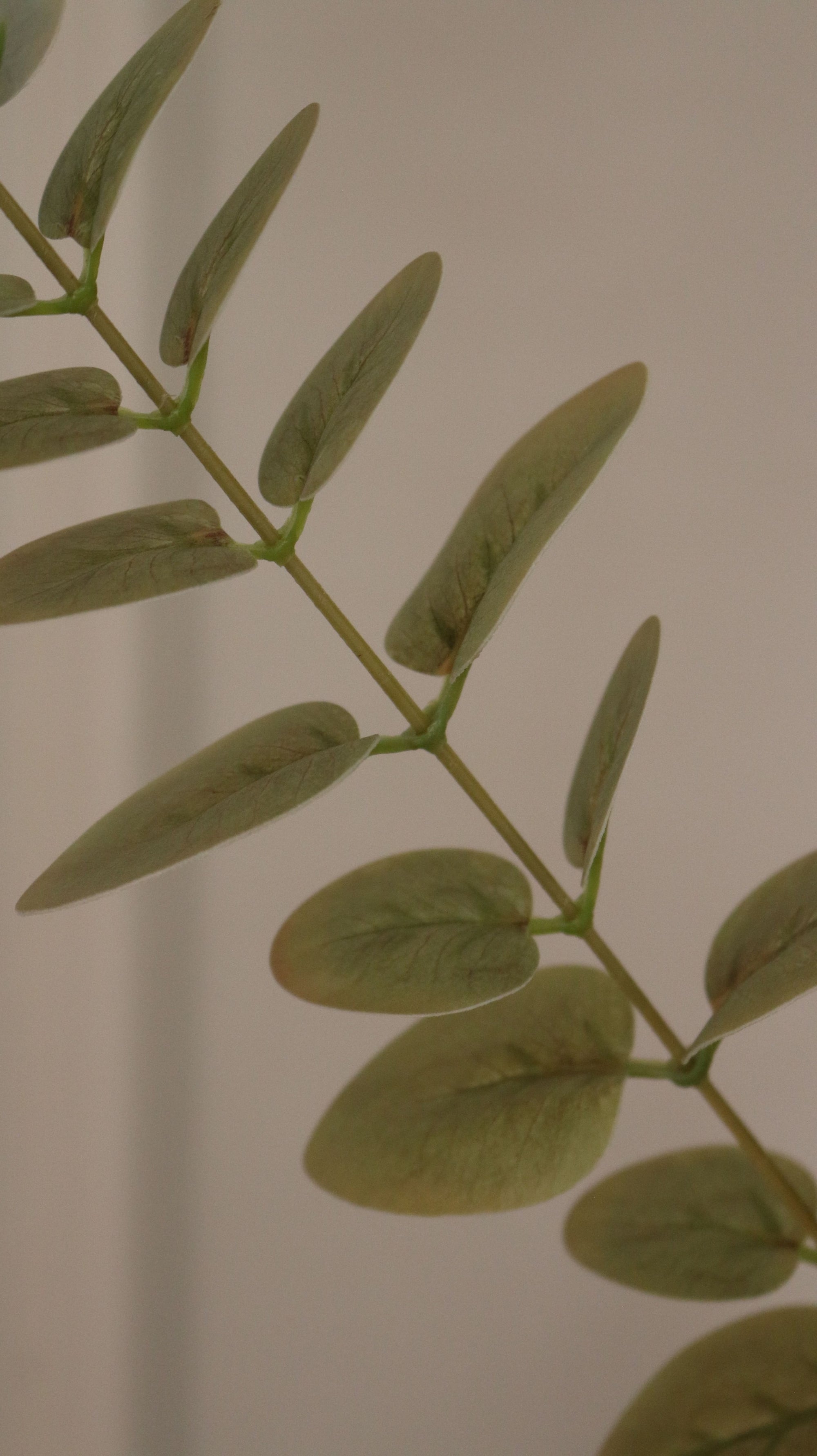 Eucalyptus