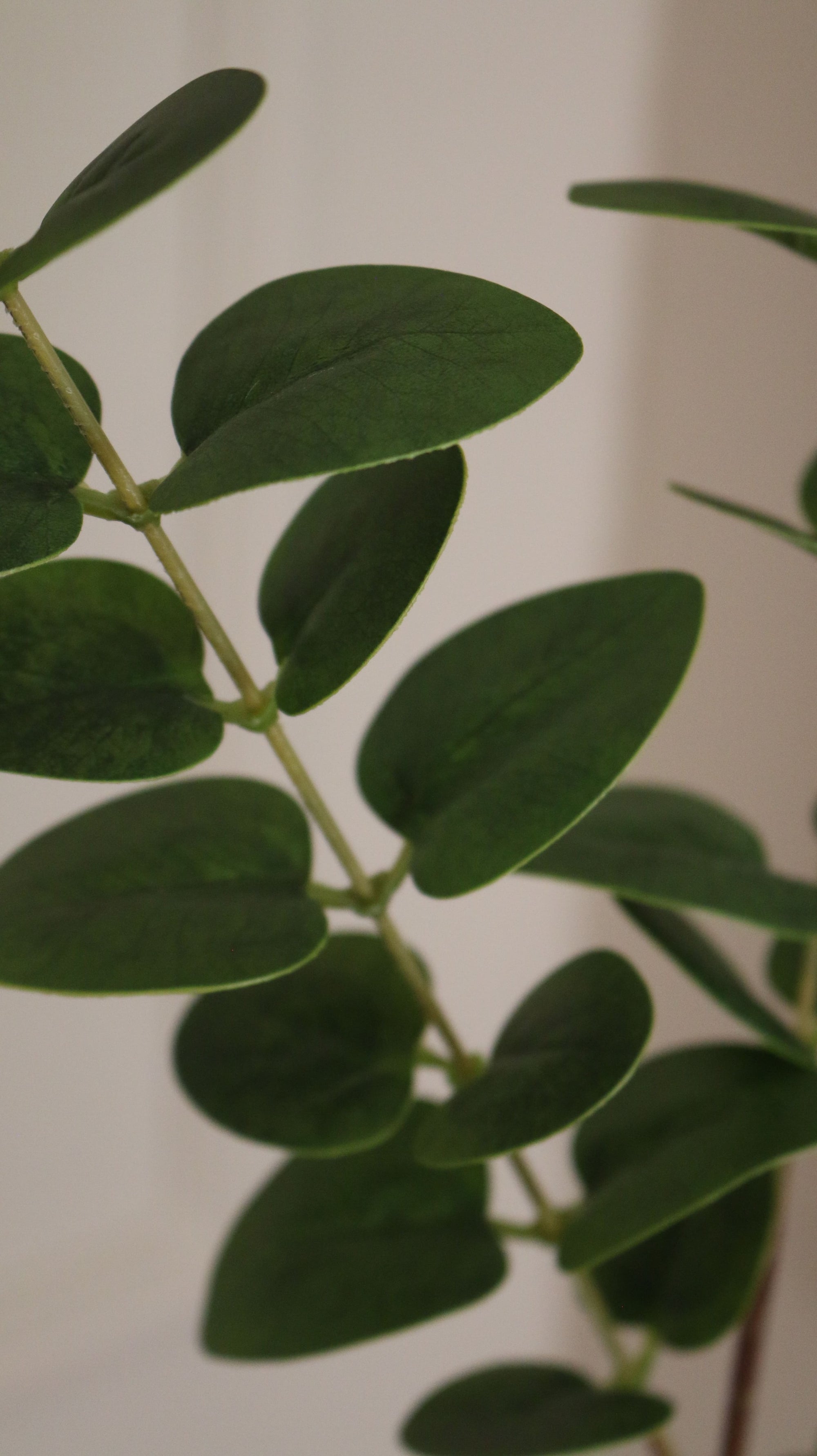 Eucalyptus