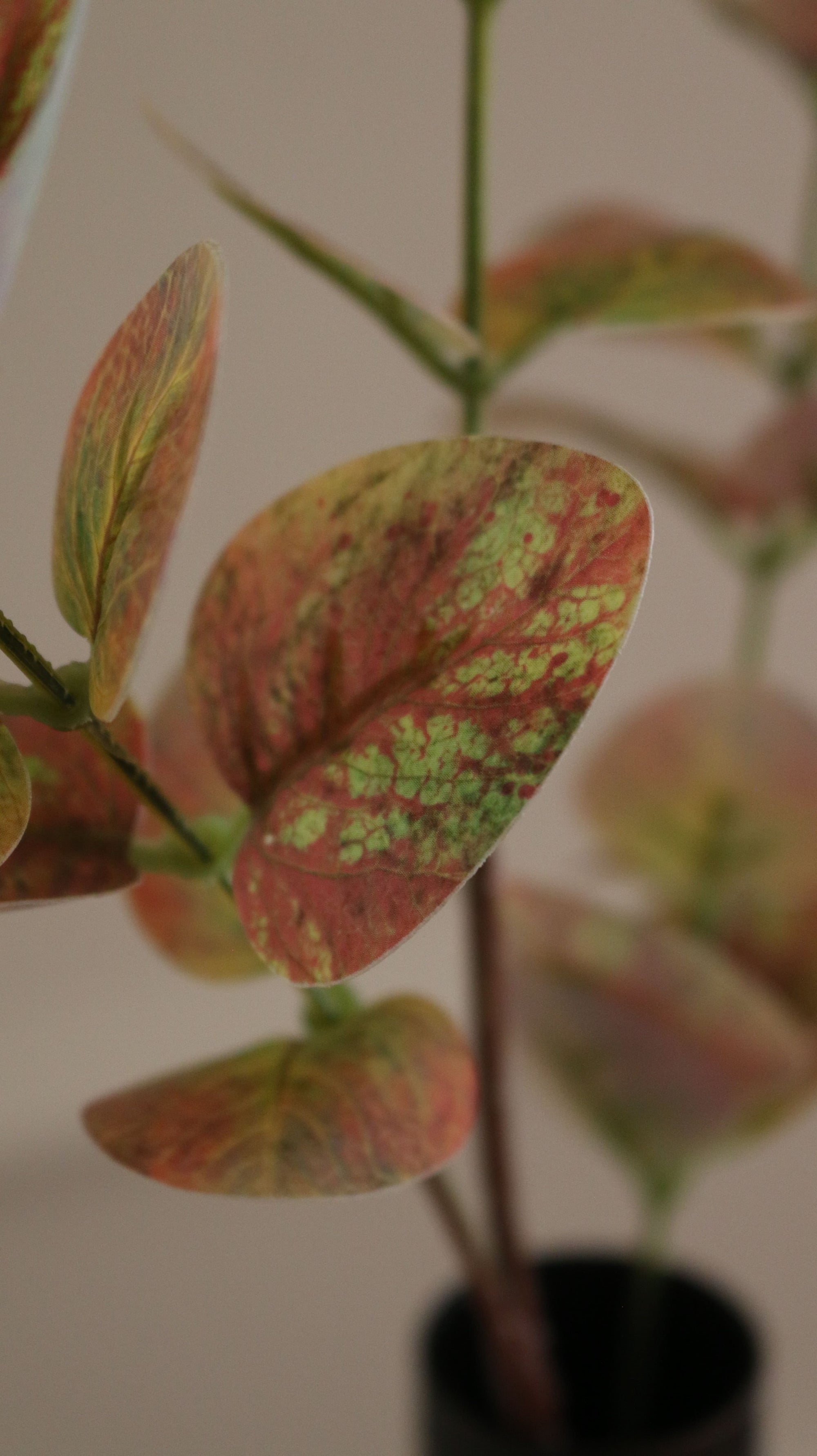 Eucalyptus