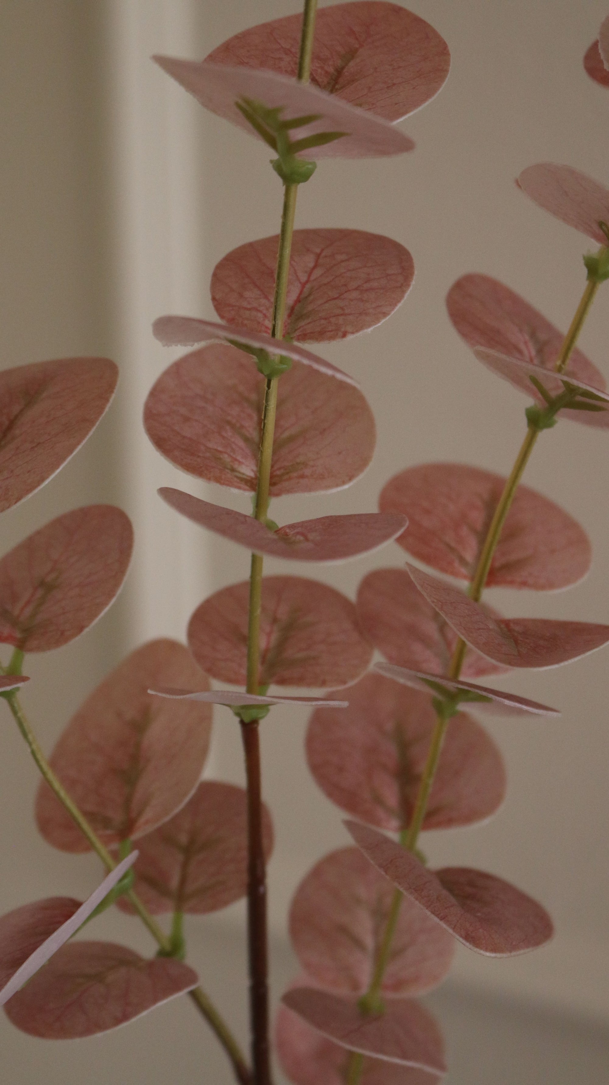 Eucalyptus