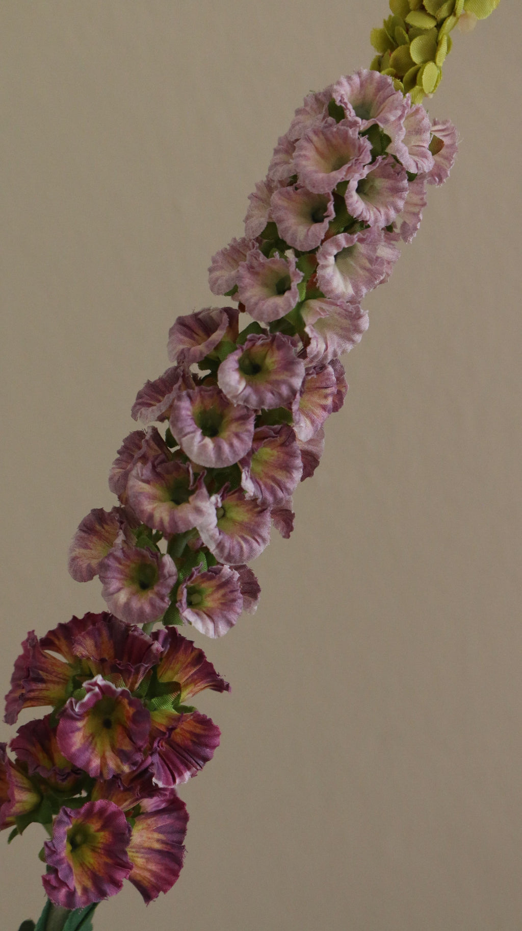 Foxtail