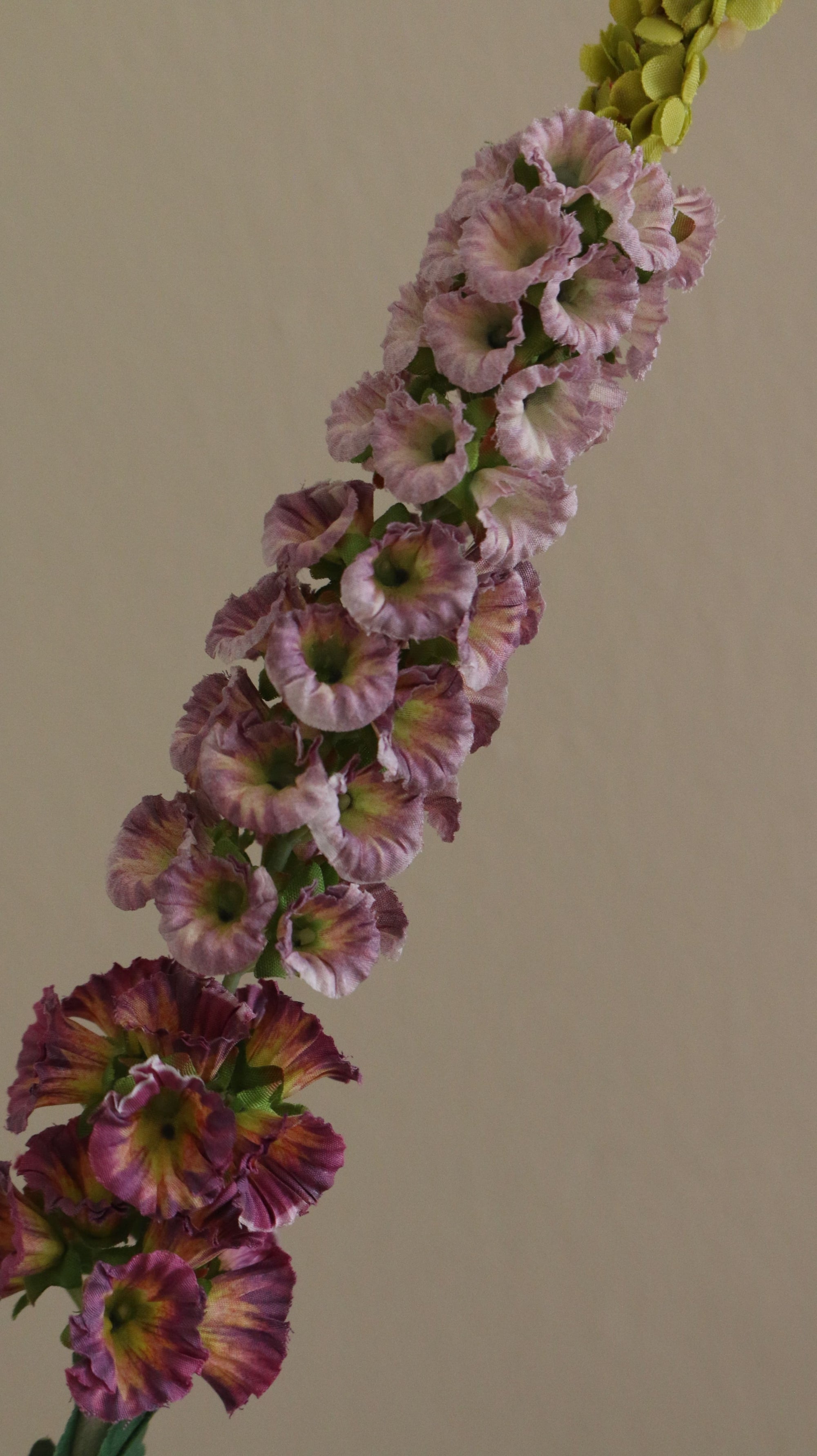 Foxtail