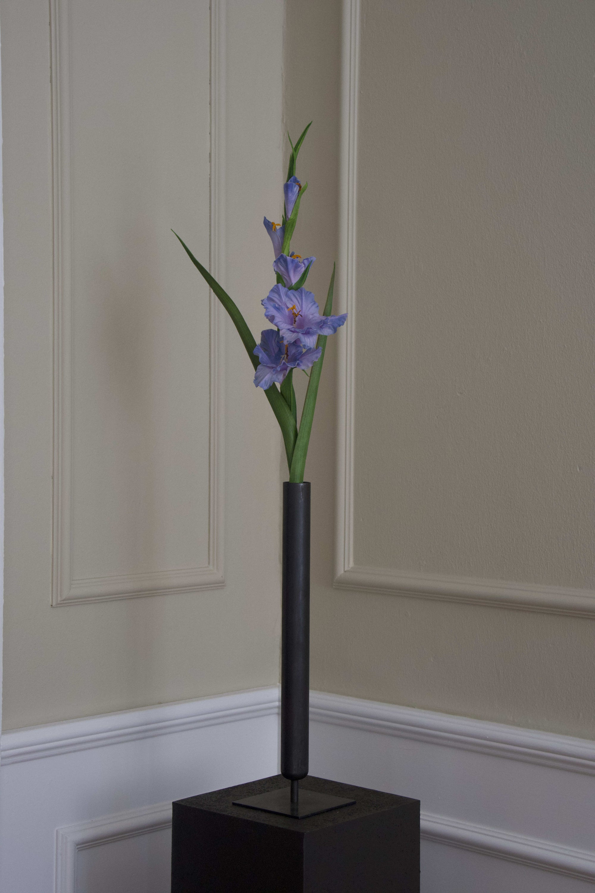 Gladiolus