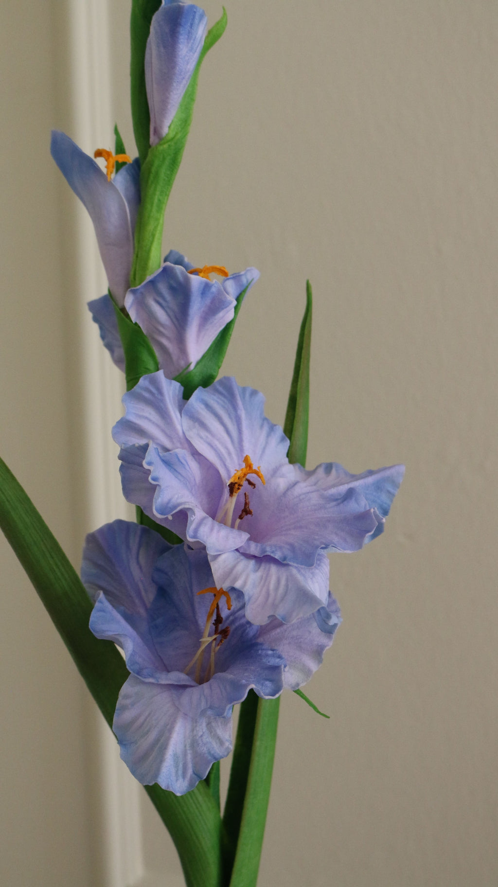 Gladiolus